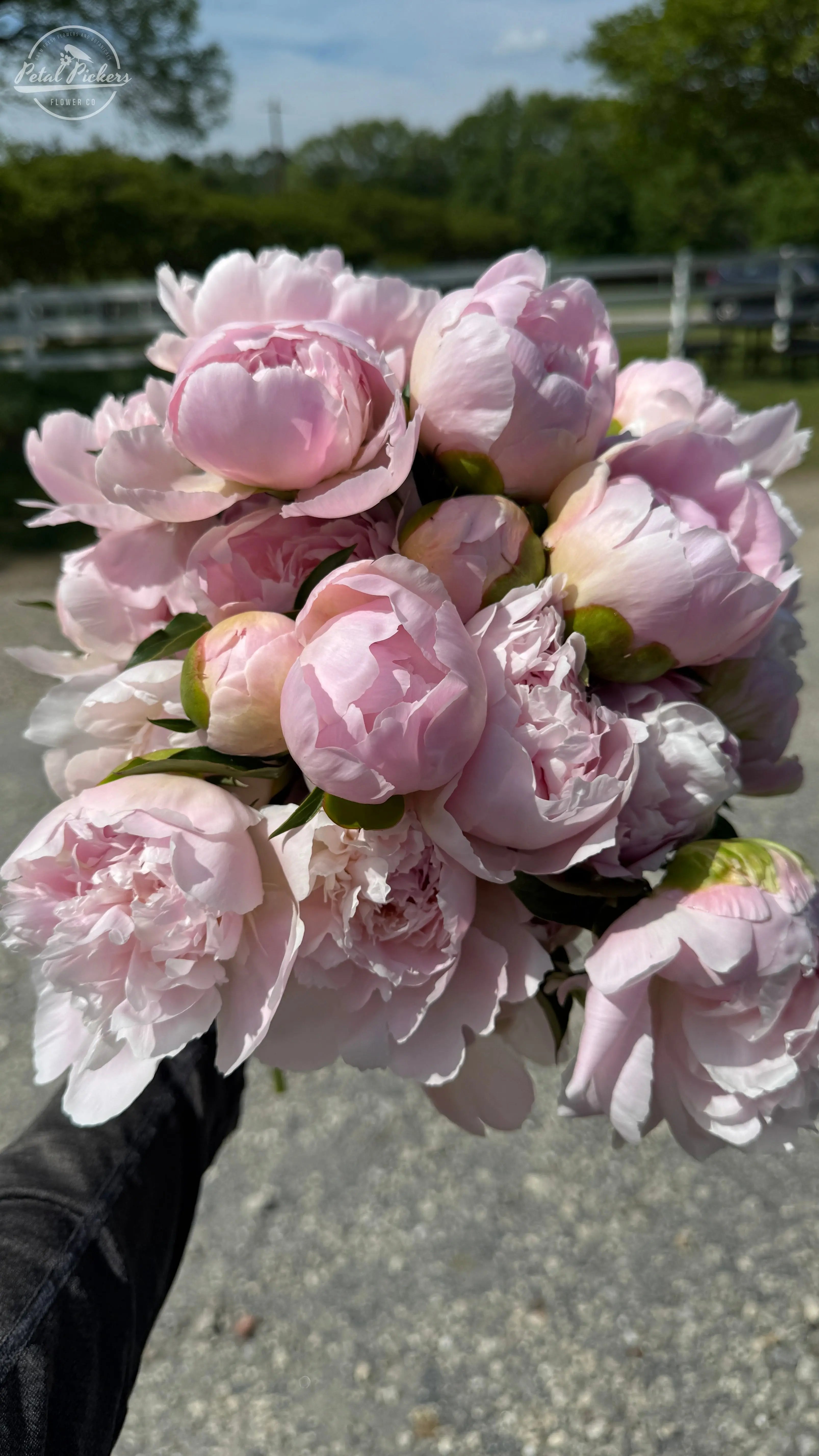 Peony Roots- Alertie (1 BareRoot) PetalPickers RETAIL