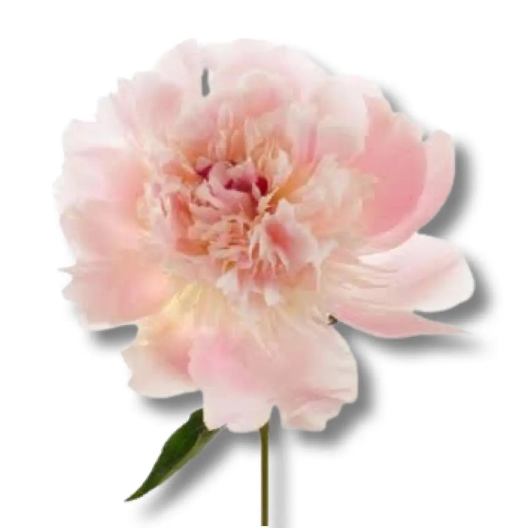 Peony Roots- Alertie (1 BareRoot) PetalPickers RETAIL