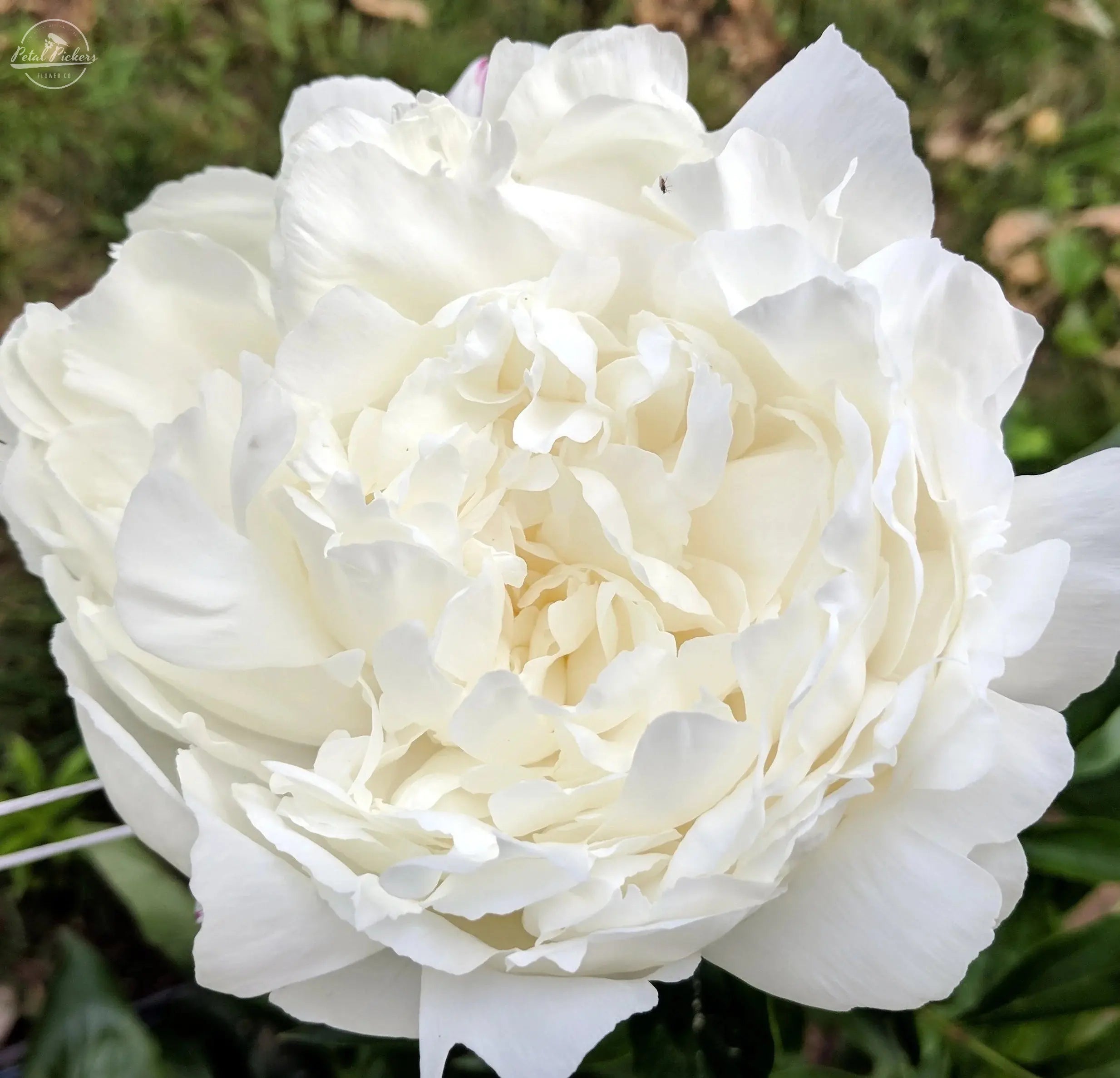 Peony Roots- Brother Chuck PetalPickers