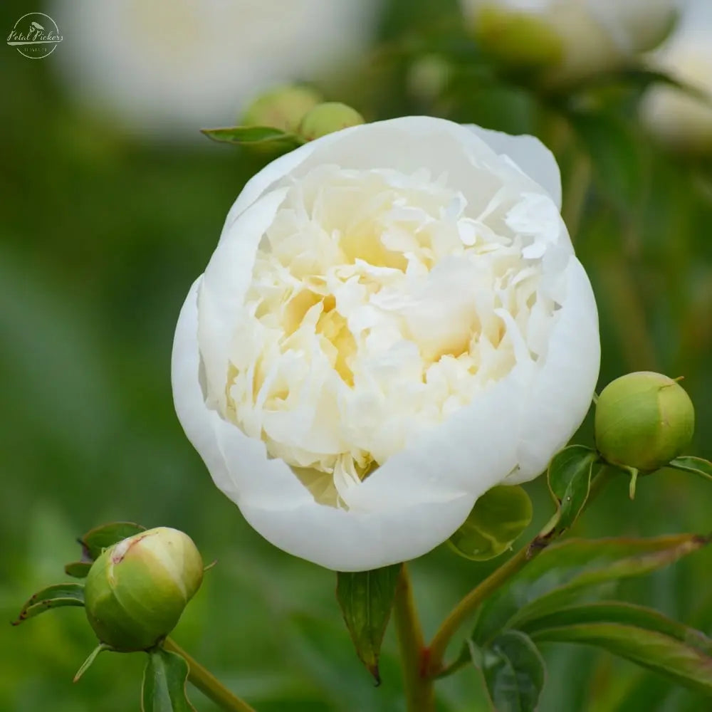 Peony Roots- Duchesse De Nemours (1 Bareroot) PetalPickers