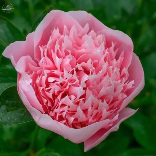 Peony Roots- Etched Salmon PetalPickers