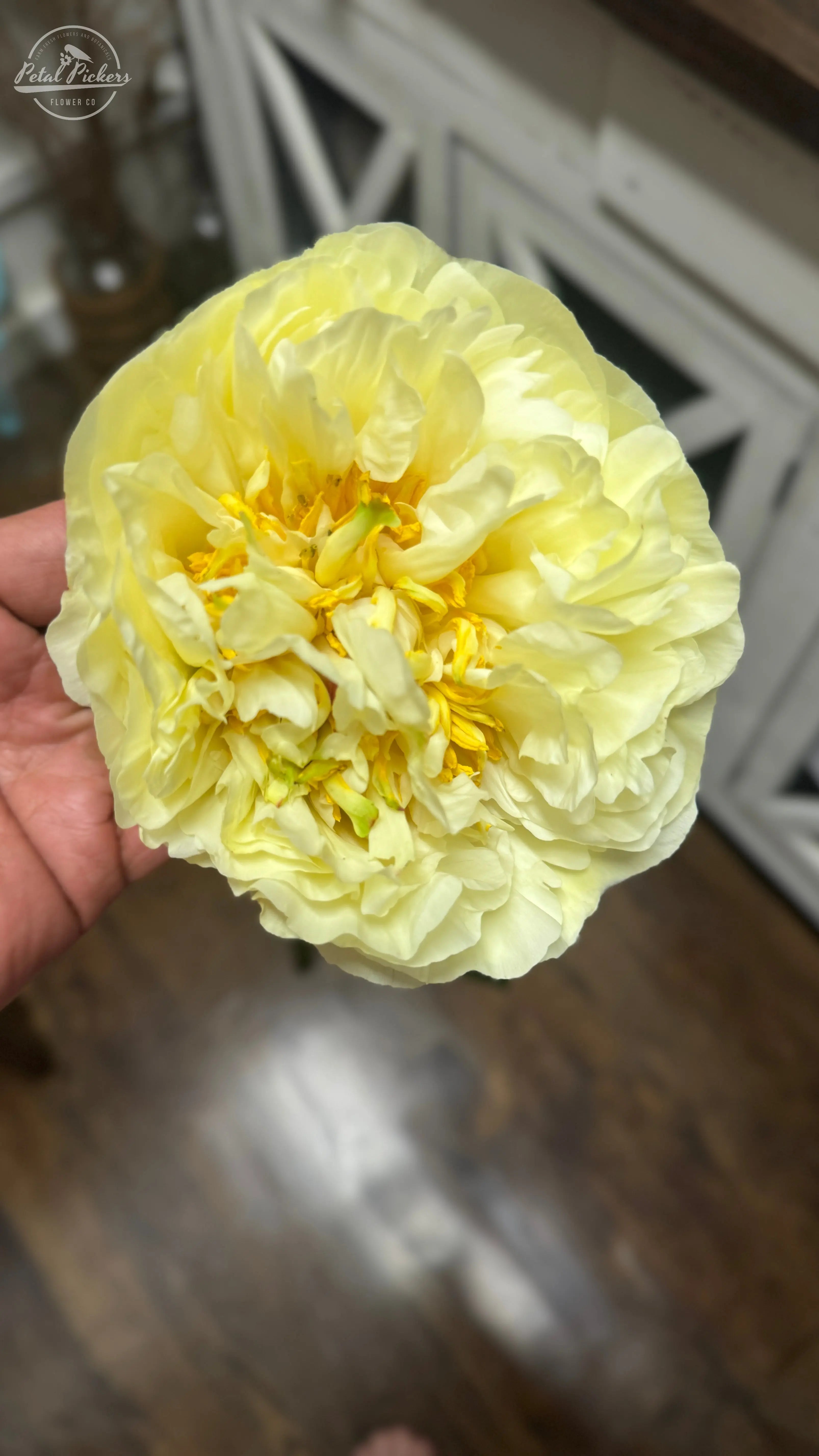 Peony Roots- Lemon Chiffon (1 Bareroot) PetalPickers RETAIL