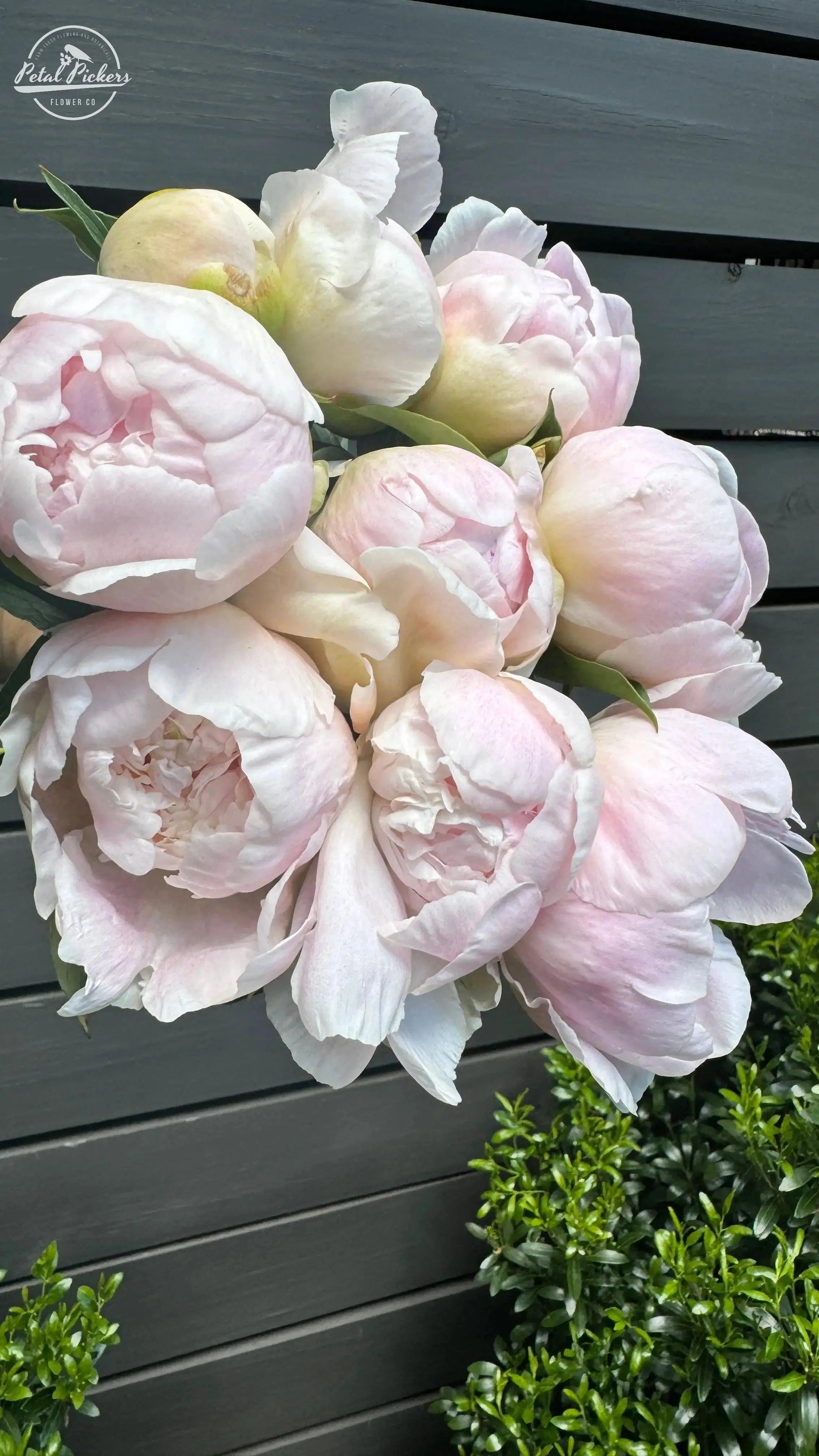 Peony Roots- Chiffon Parfait PetalPickers