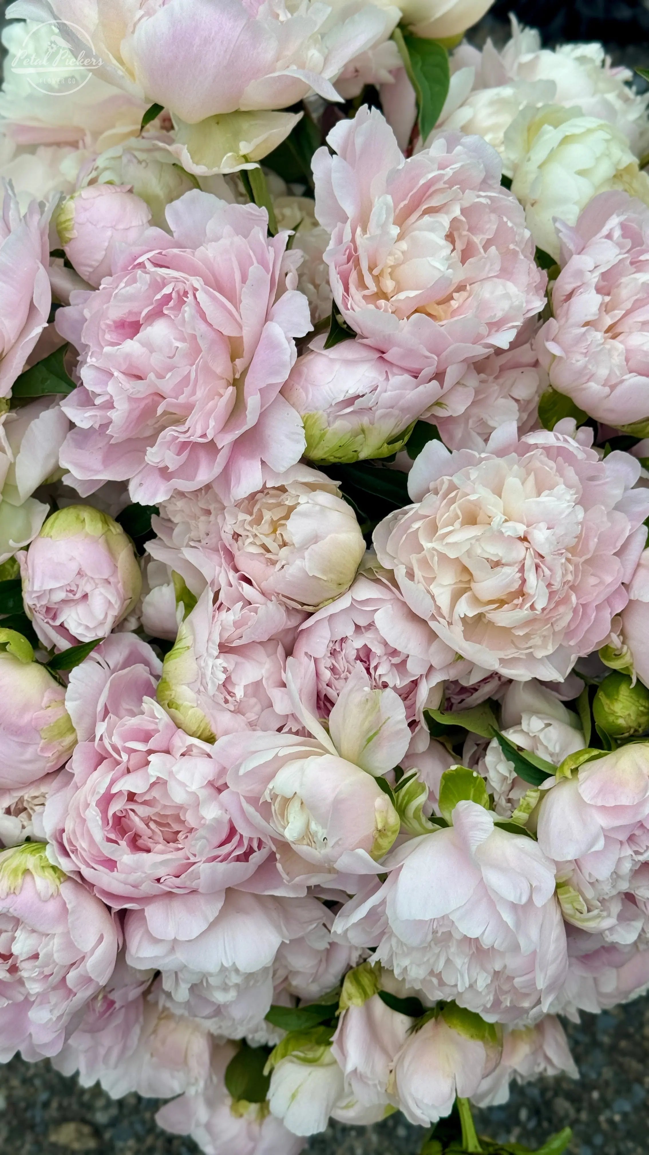Peony Roots- Moonstone (1 Bareroot) PetalPickers
