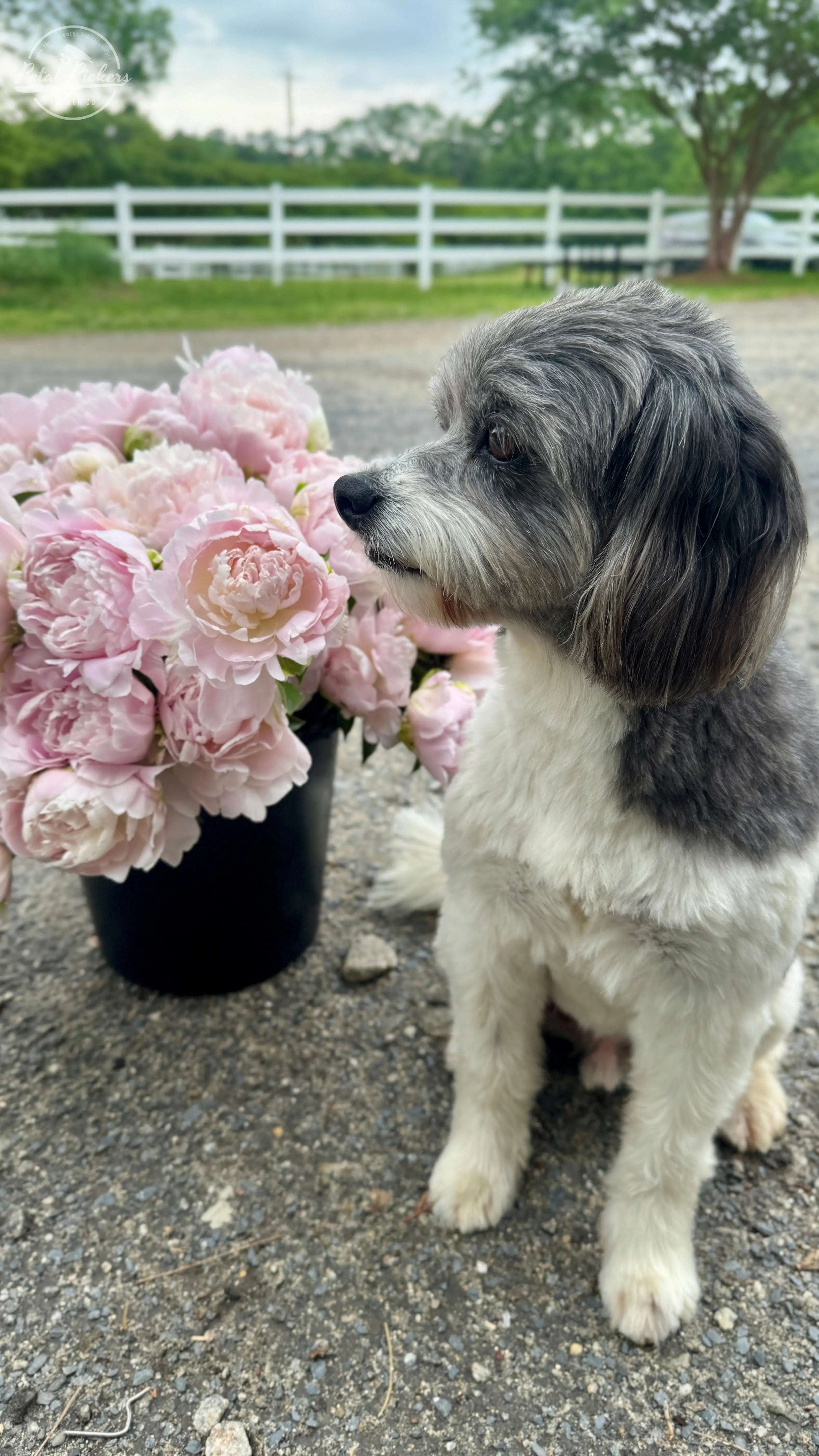 Peony Roots- Moonstone (1 Bareroot) PetalPickers