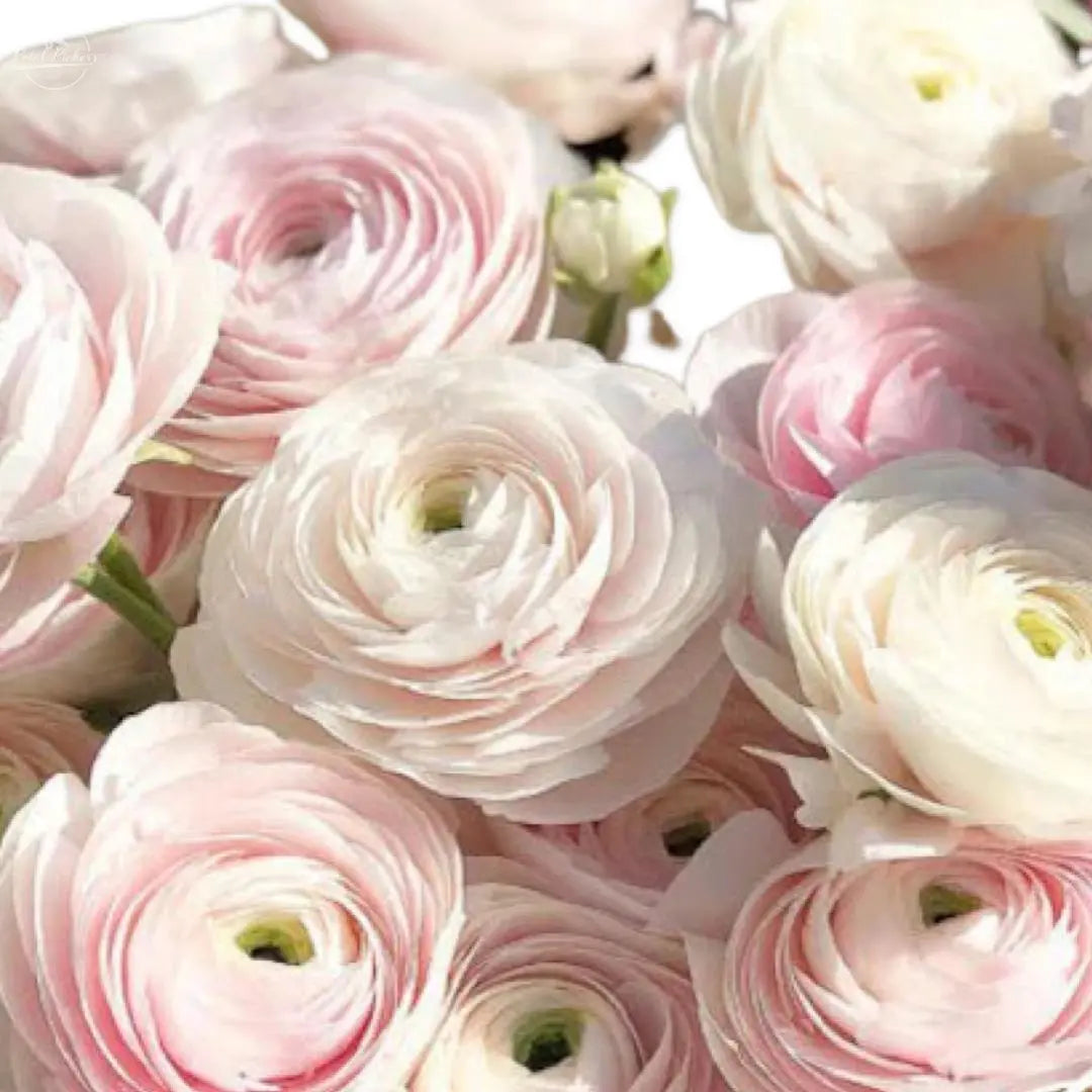 Ranunculus- Amandine Charmellow PetalPickers