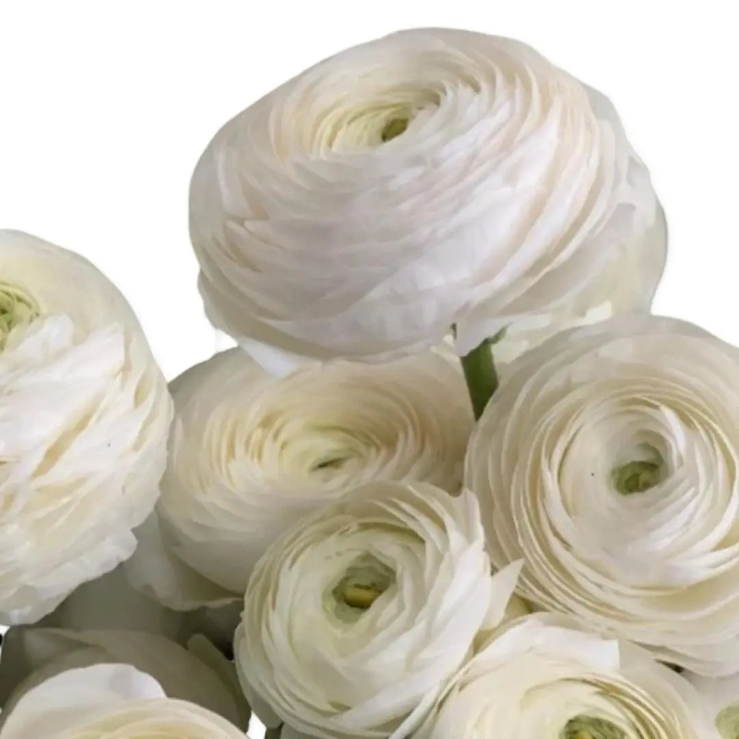 Ranunculus- Italian Bianco PetalPickers