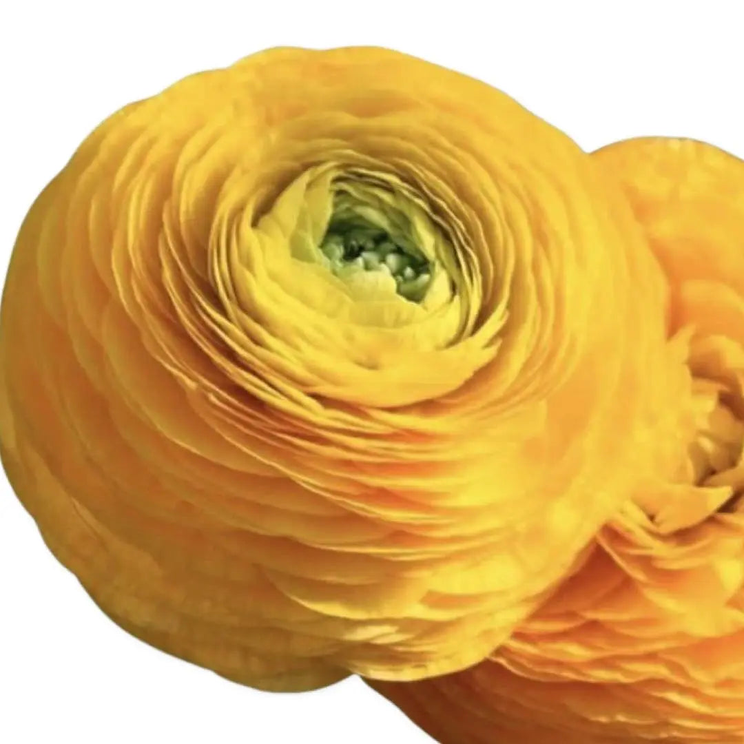 Ranunculus- Italian Giallo PetalPickers