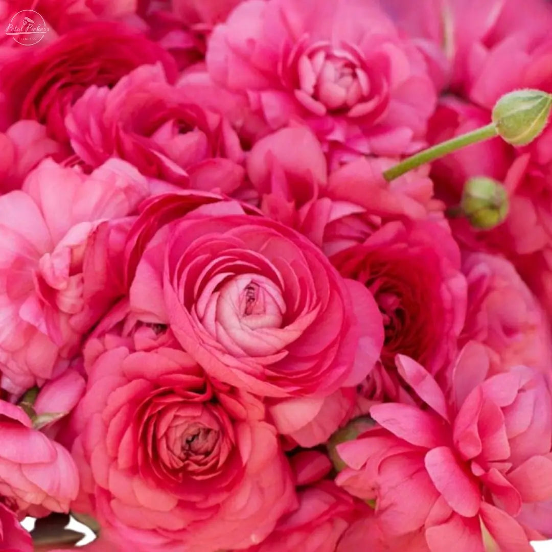 Ranunculus- Italian Hot Pink Ciclamino PetalPickers