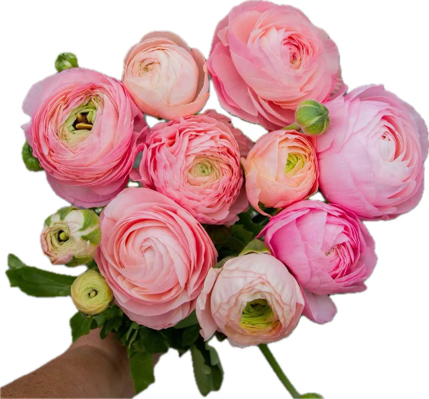 Ranunculus- Italian Pastello PetalPickers