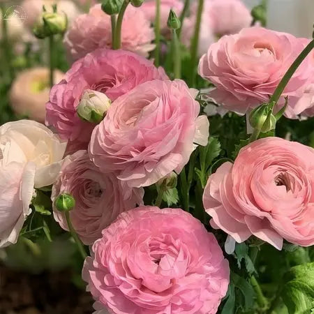 Ranunculus- Italian Rosa Chiaro PetalPickers
