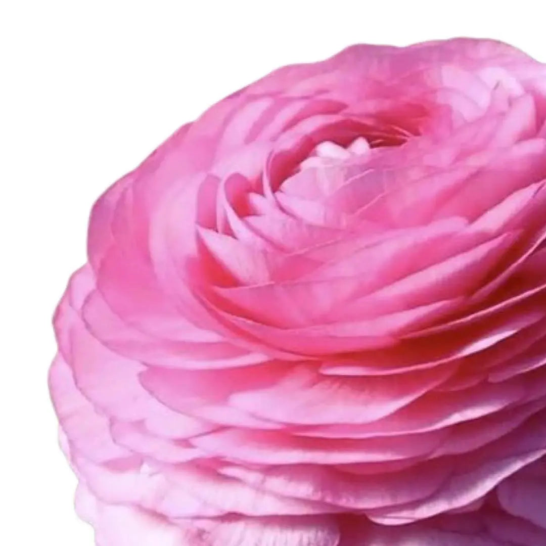 Ranunculus- Italian Rosa PetalPickers