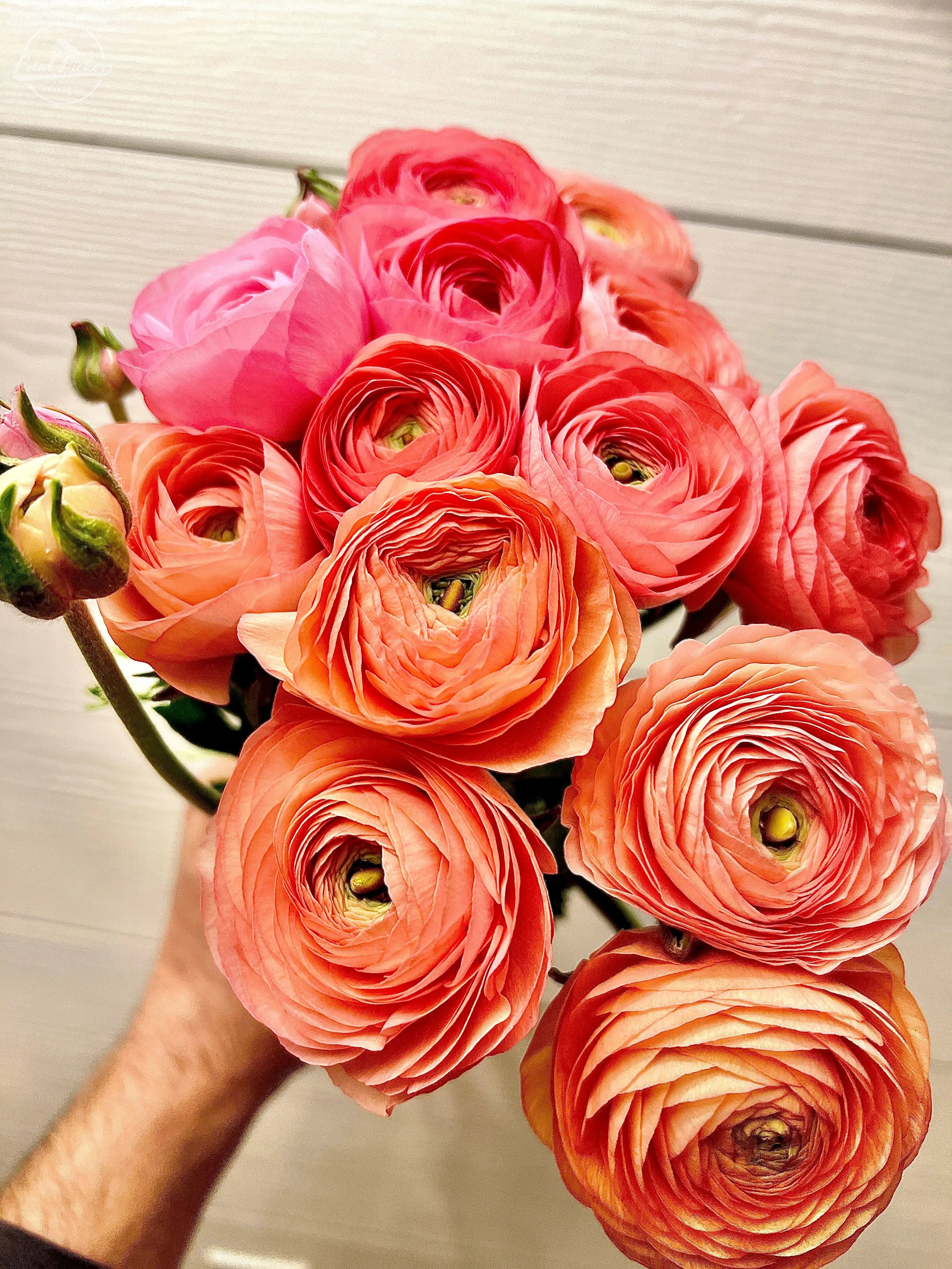 Ranunculus- Italian Salmone PetalPickers
