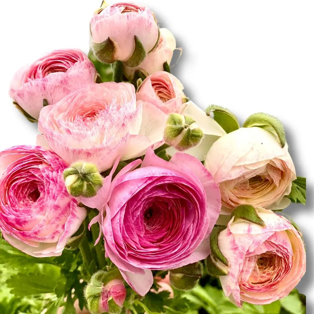 Ranunculus- Italian Sfumato PetalPickers RETAIL