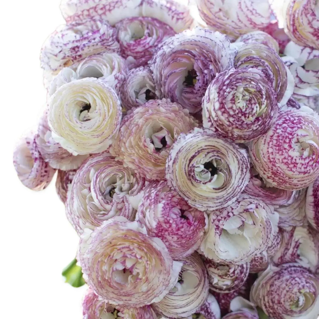 Ranunculus- LaBelle White Picotee PetalPickers