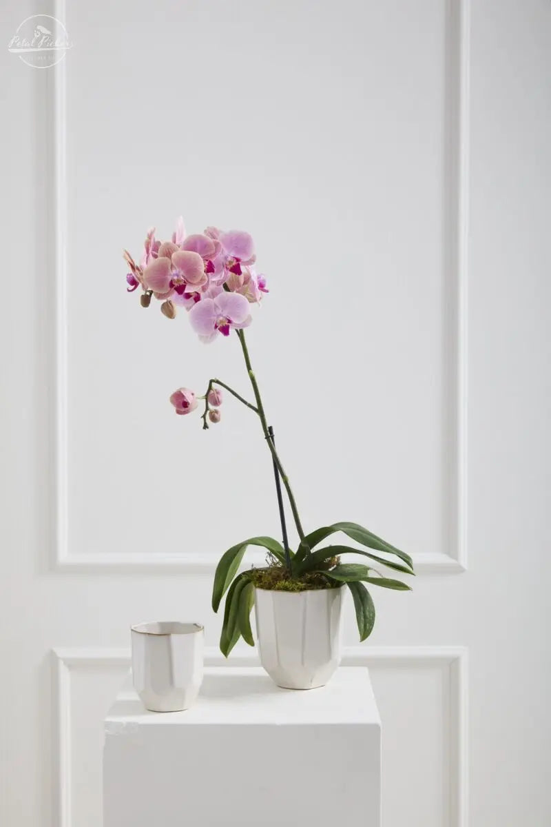 Renew Vase 5.25"x5.75" Accent Decor