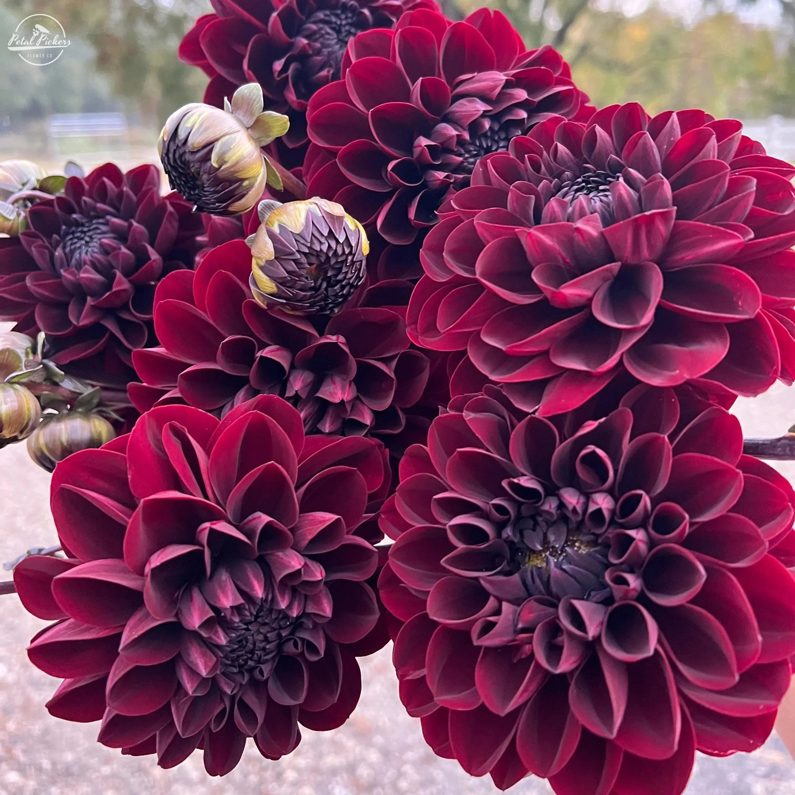 Manoa PetalPickers RETAIL