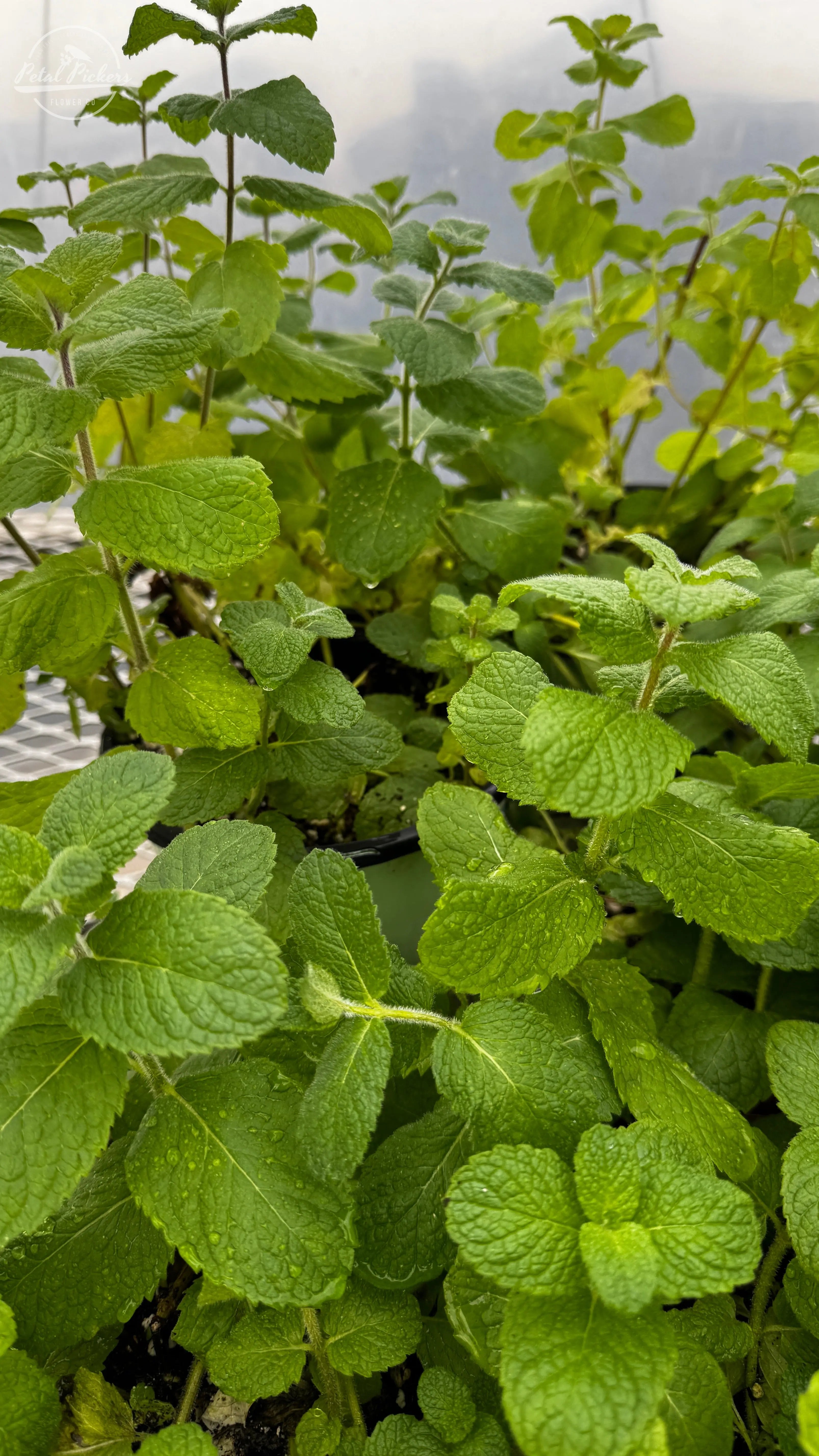 Rooted Cutting- Apple Mint PetalPickers RETAIL