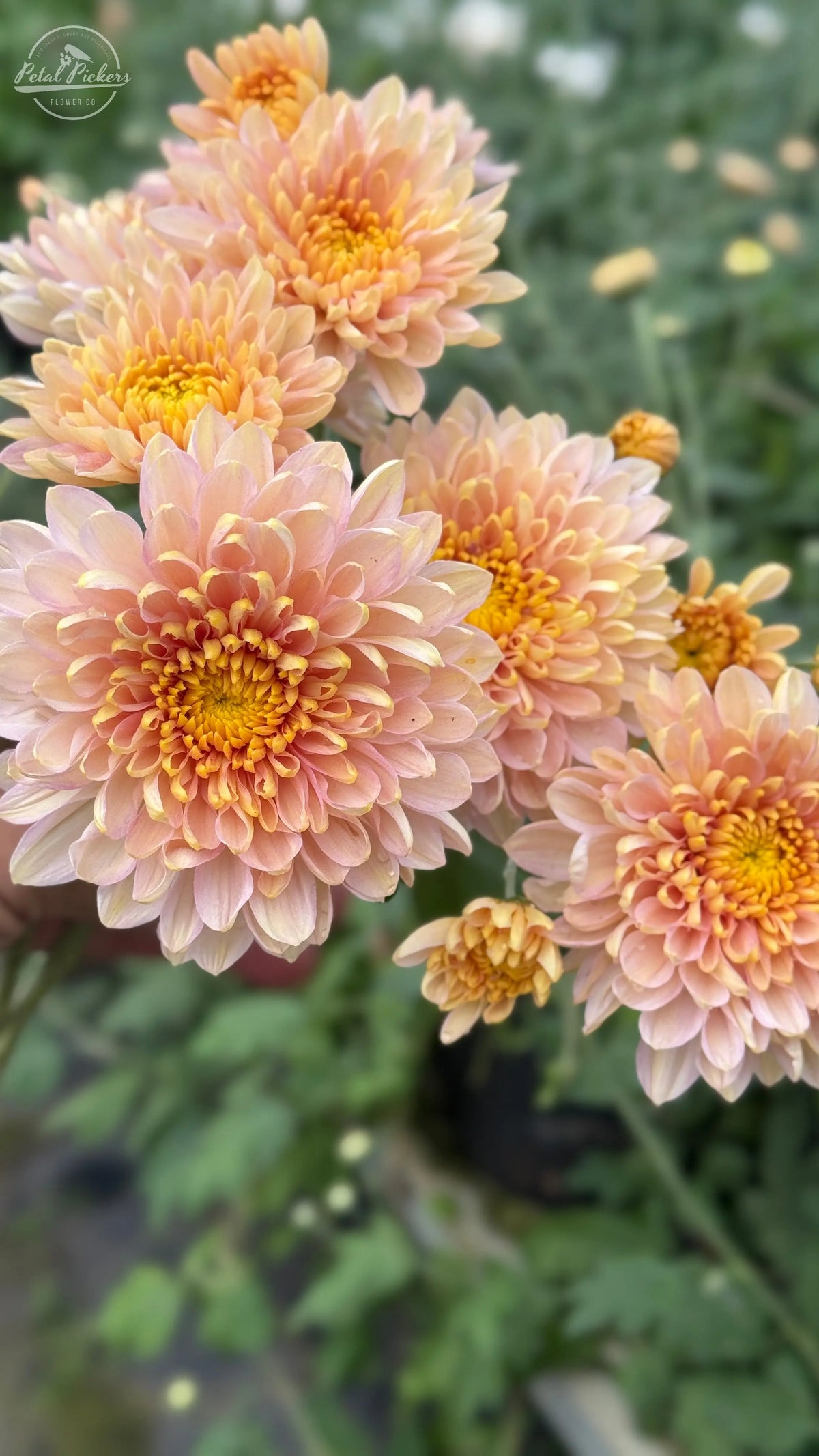 Rooted Cutting Heirloom Mum- Annie Girl 2pk PetalPickers RETAIL