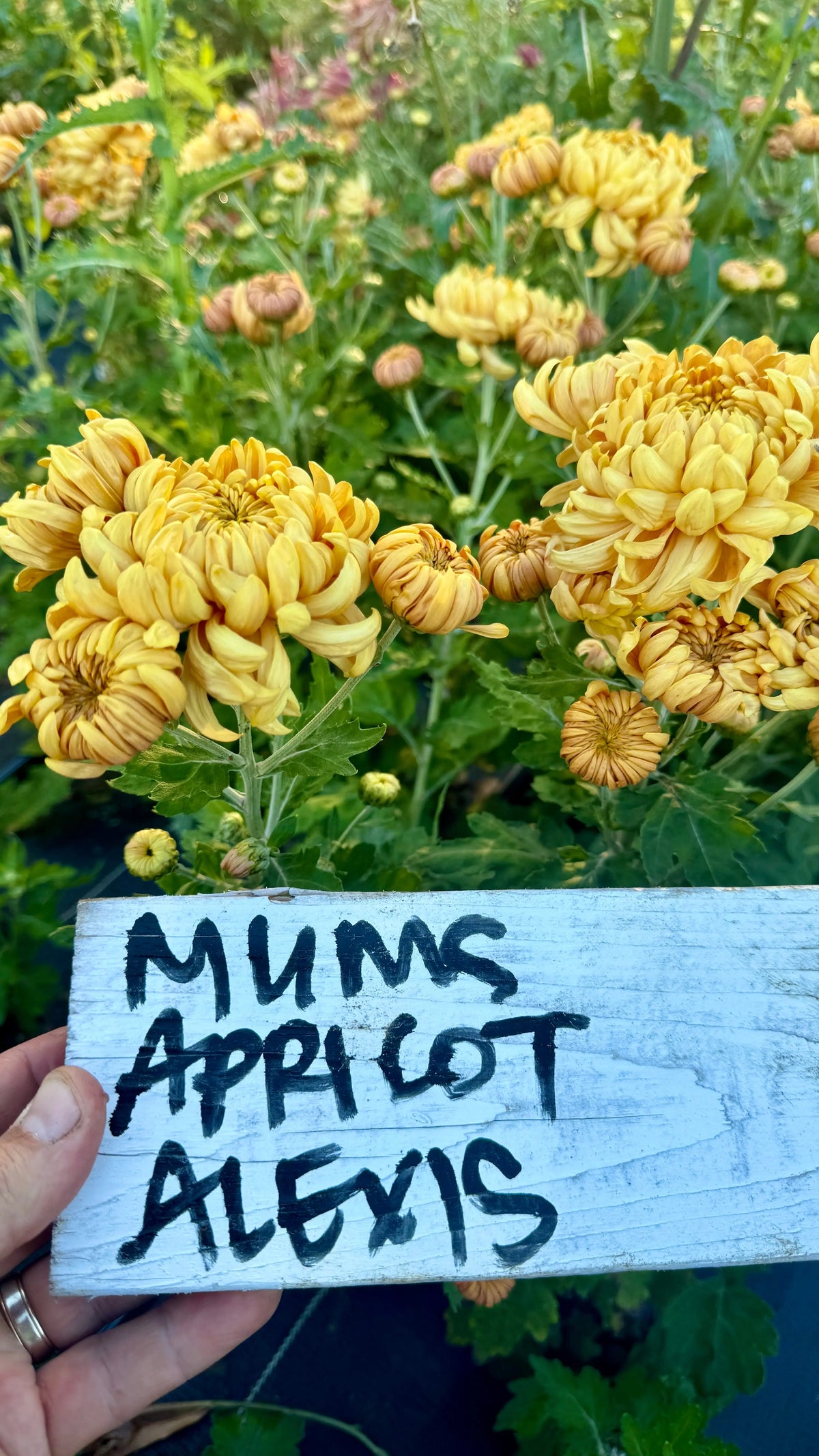 Rooted Cutting Heirloom Mum- Apricot Alexis 2pk PetalPickers RETAIL