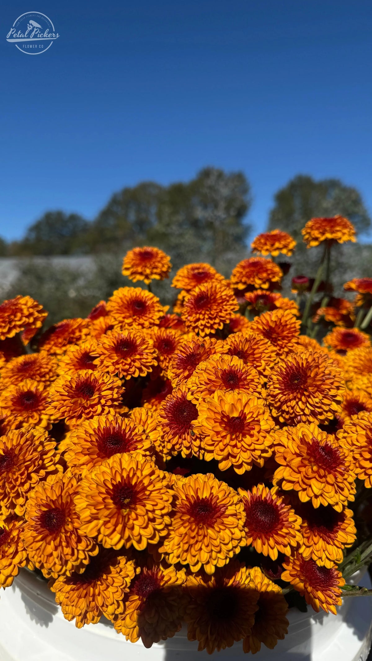 Rooted Cutting Heirloom Mum- Kelvin Tattoo 2pk PetalPickers RETAIL