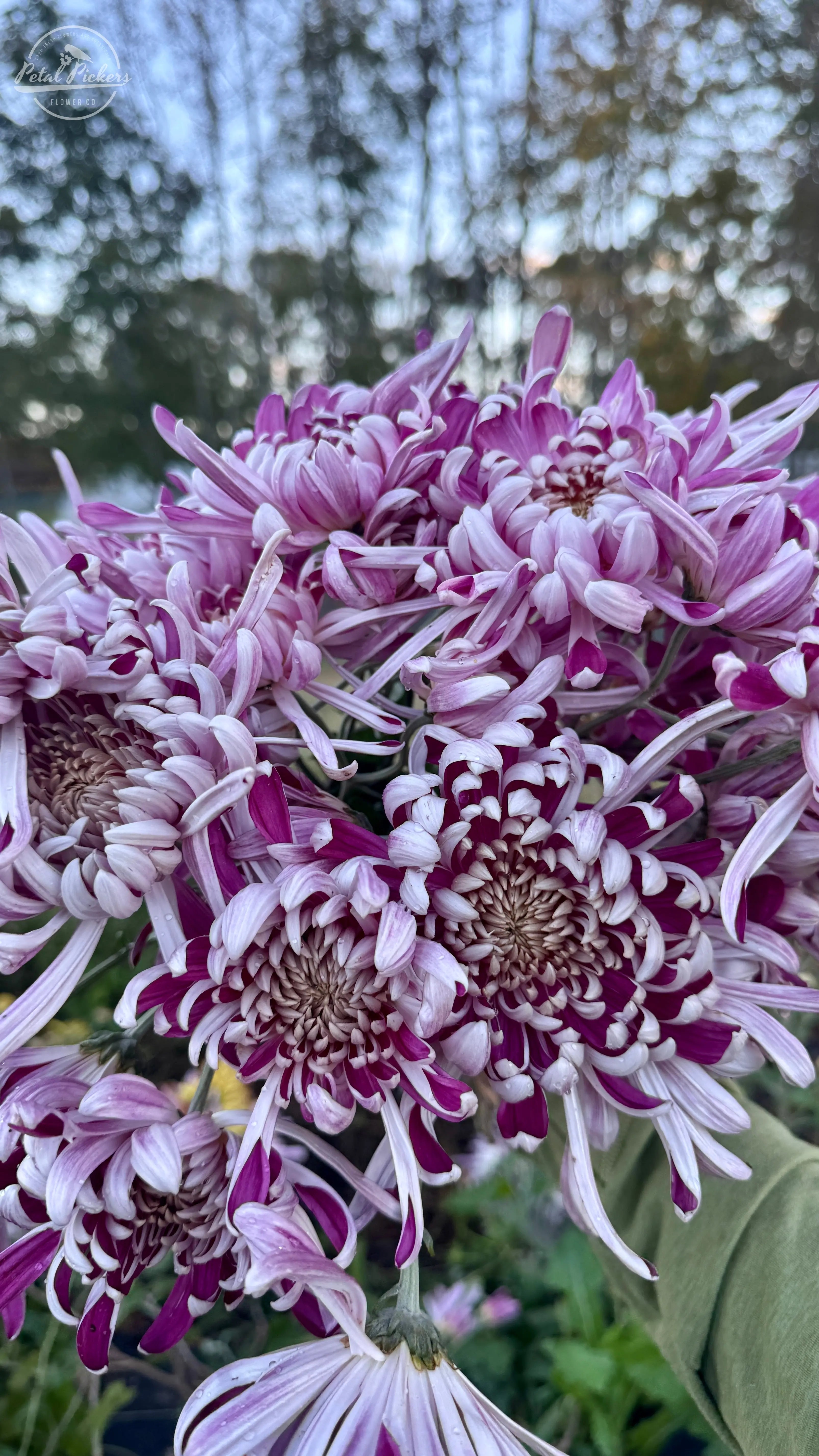 Rooted Cutting Heirloom Mum- Kokka Bunmi 2pk PetalPickers RETAIL