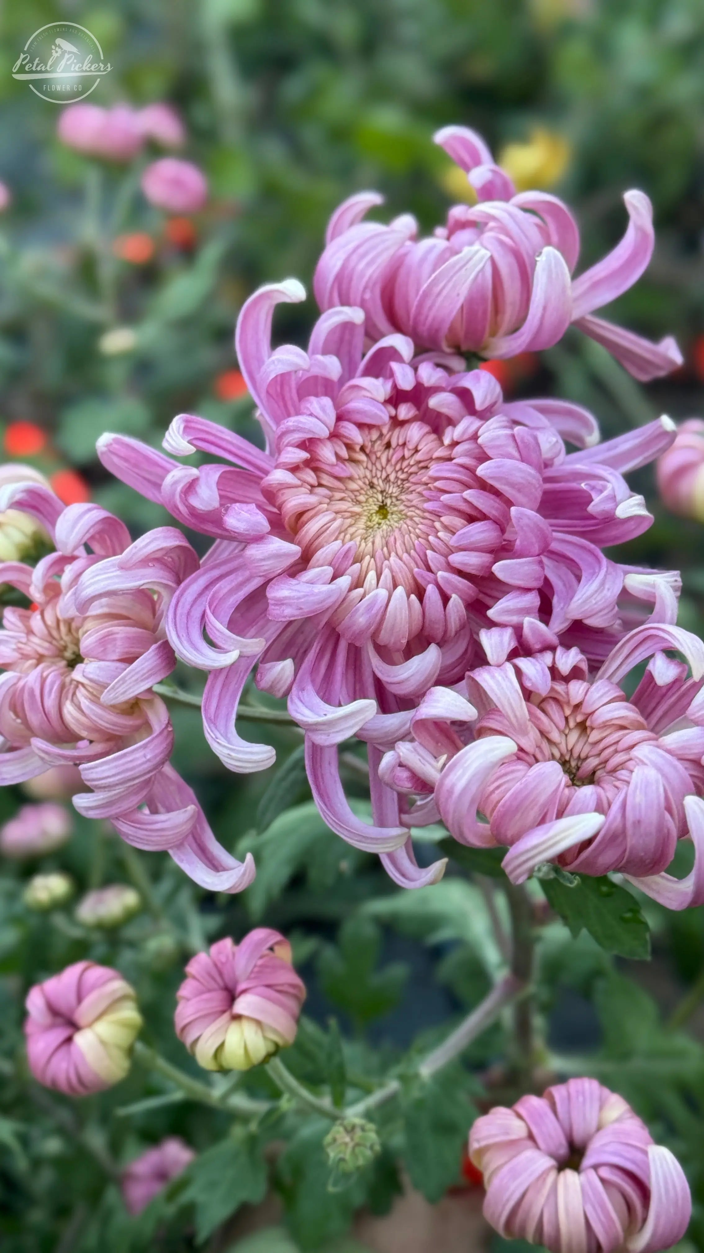 Rooted Cutting Heirloom Mum- Kokka Hougiku 2pk PetalPickers RETAIL