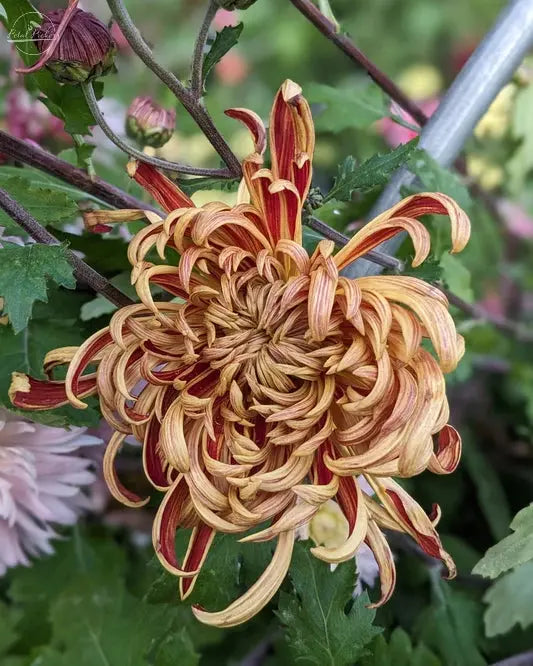 Rooted Cutting Heirloom Mum- Nijin Bigo 2pk PetalPickers RETAIL