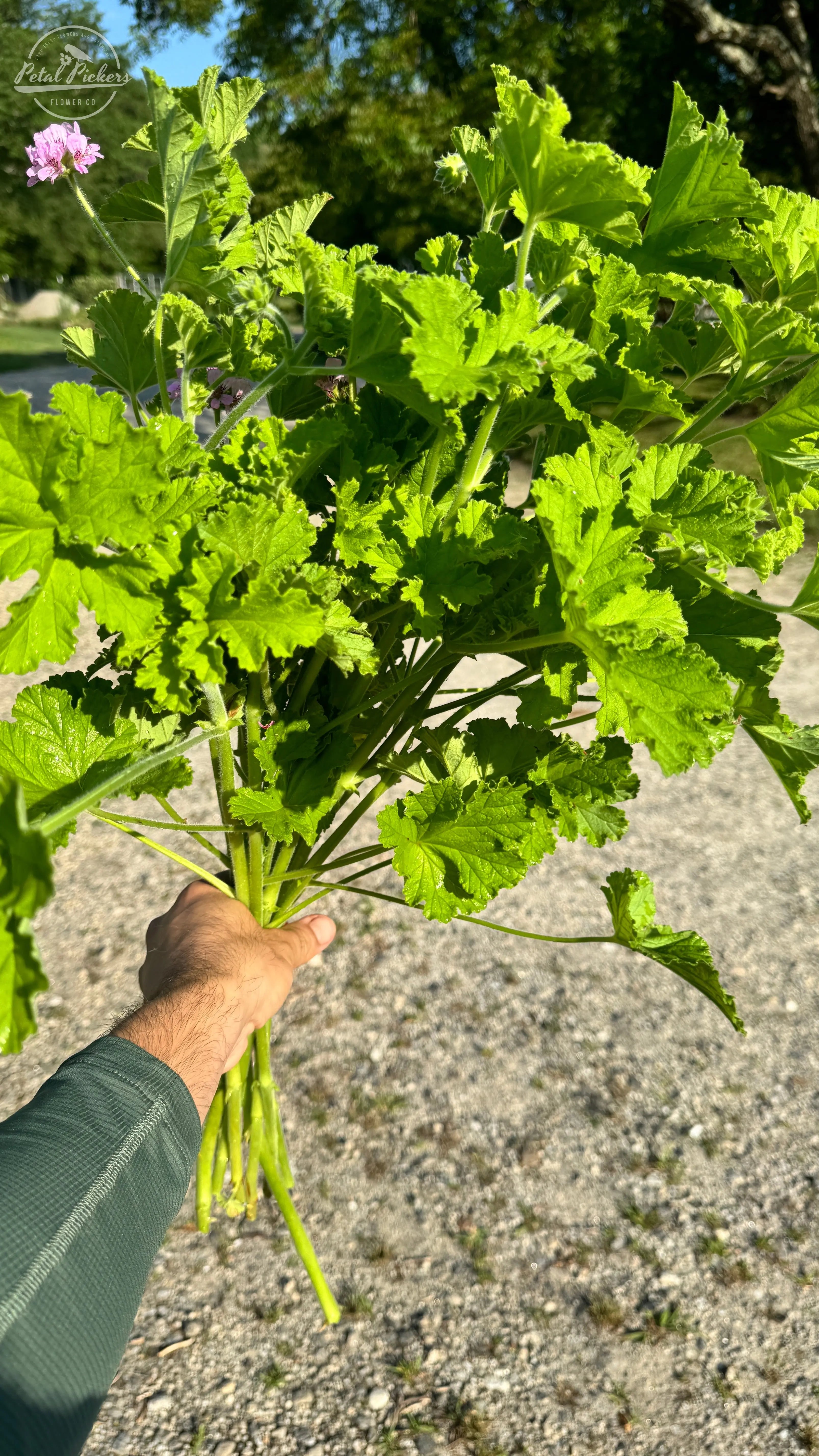 Rooted Cutting- Scented Geranium PetalPickers RETAIL