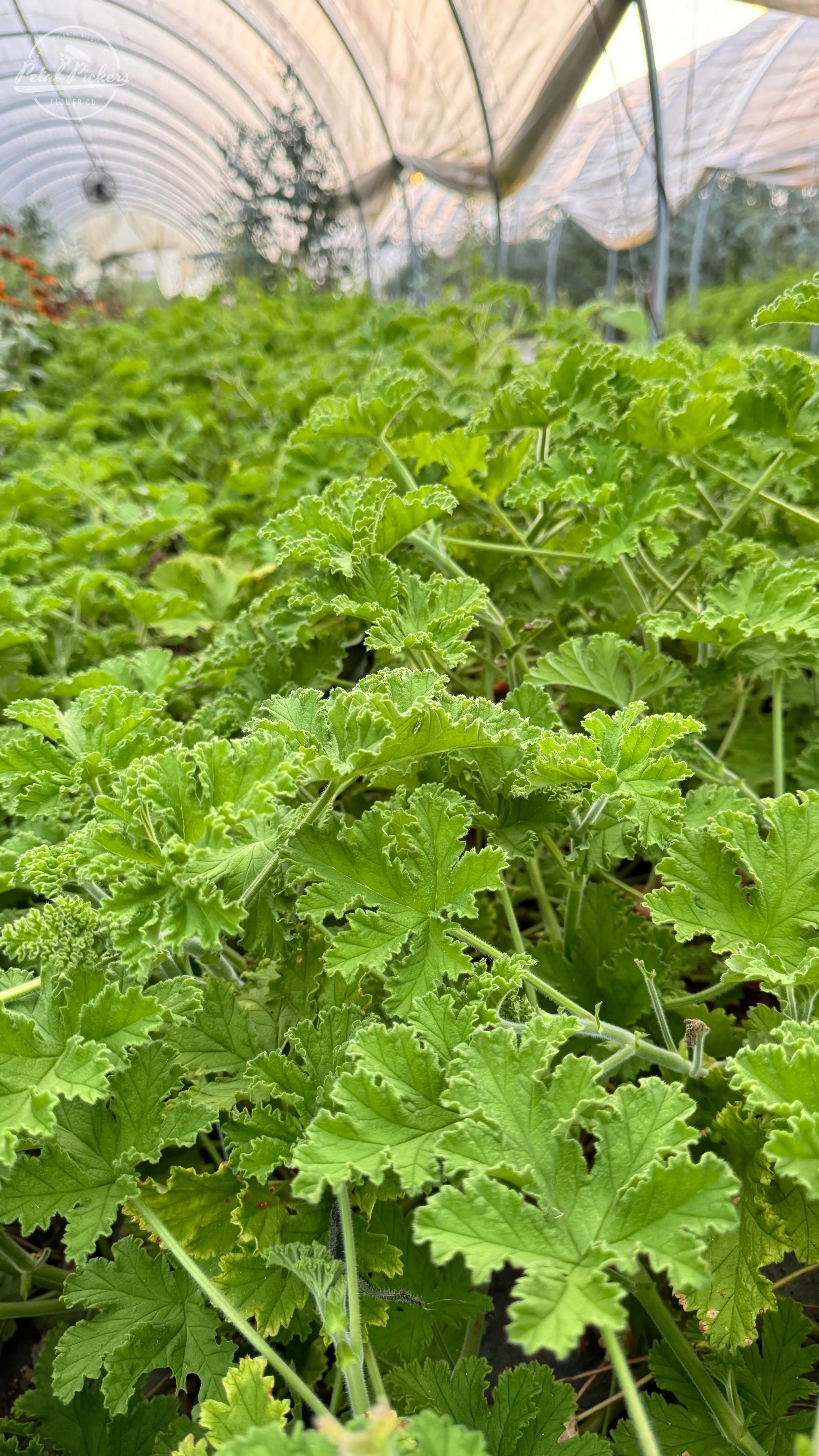 Rooted Cutting- Scented Geranium PetalPickers RETAIL