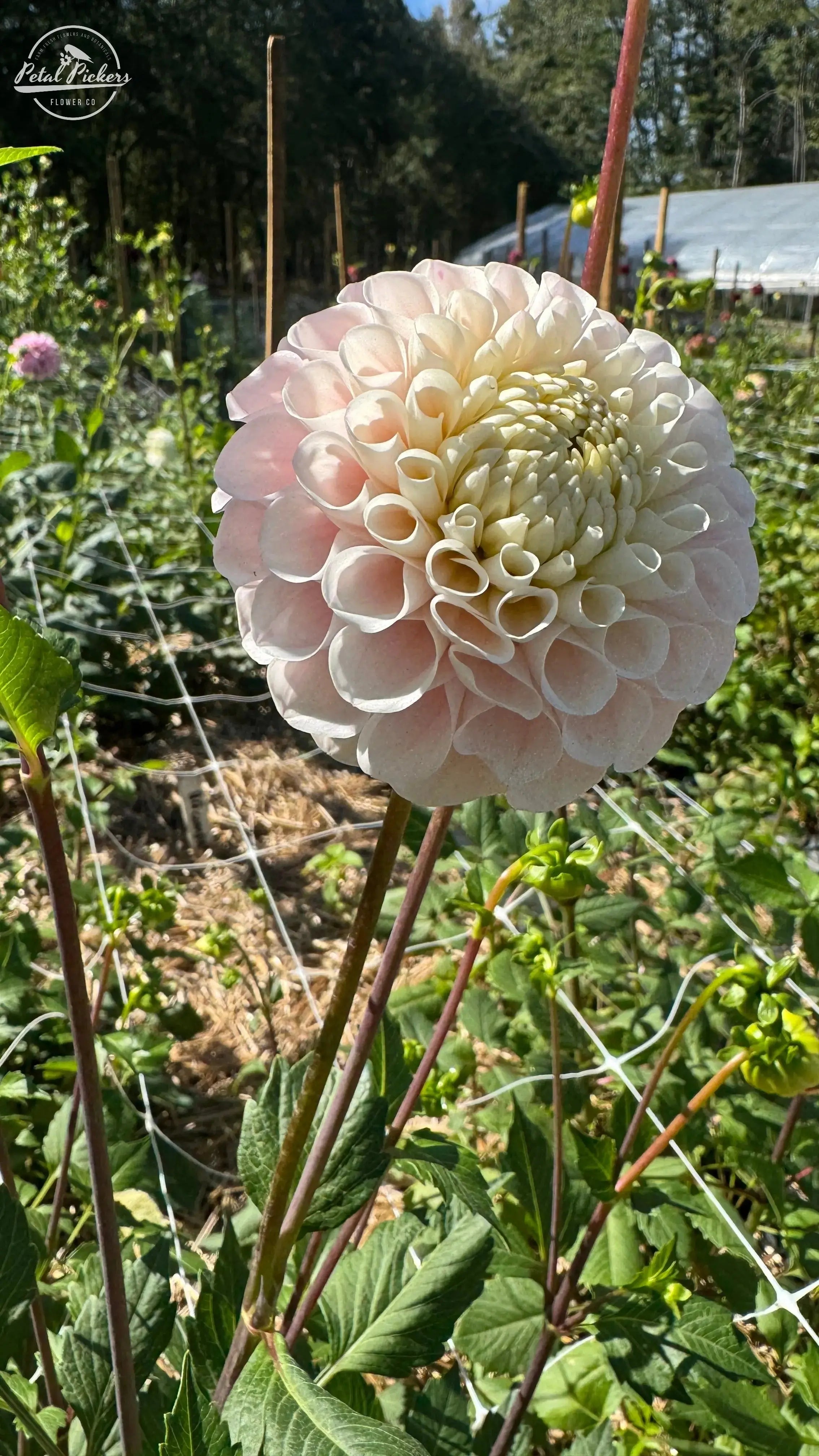 Rooted Cutting (2-pk) Dahlia-20th Ave Memory PetalPickers