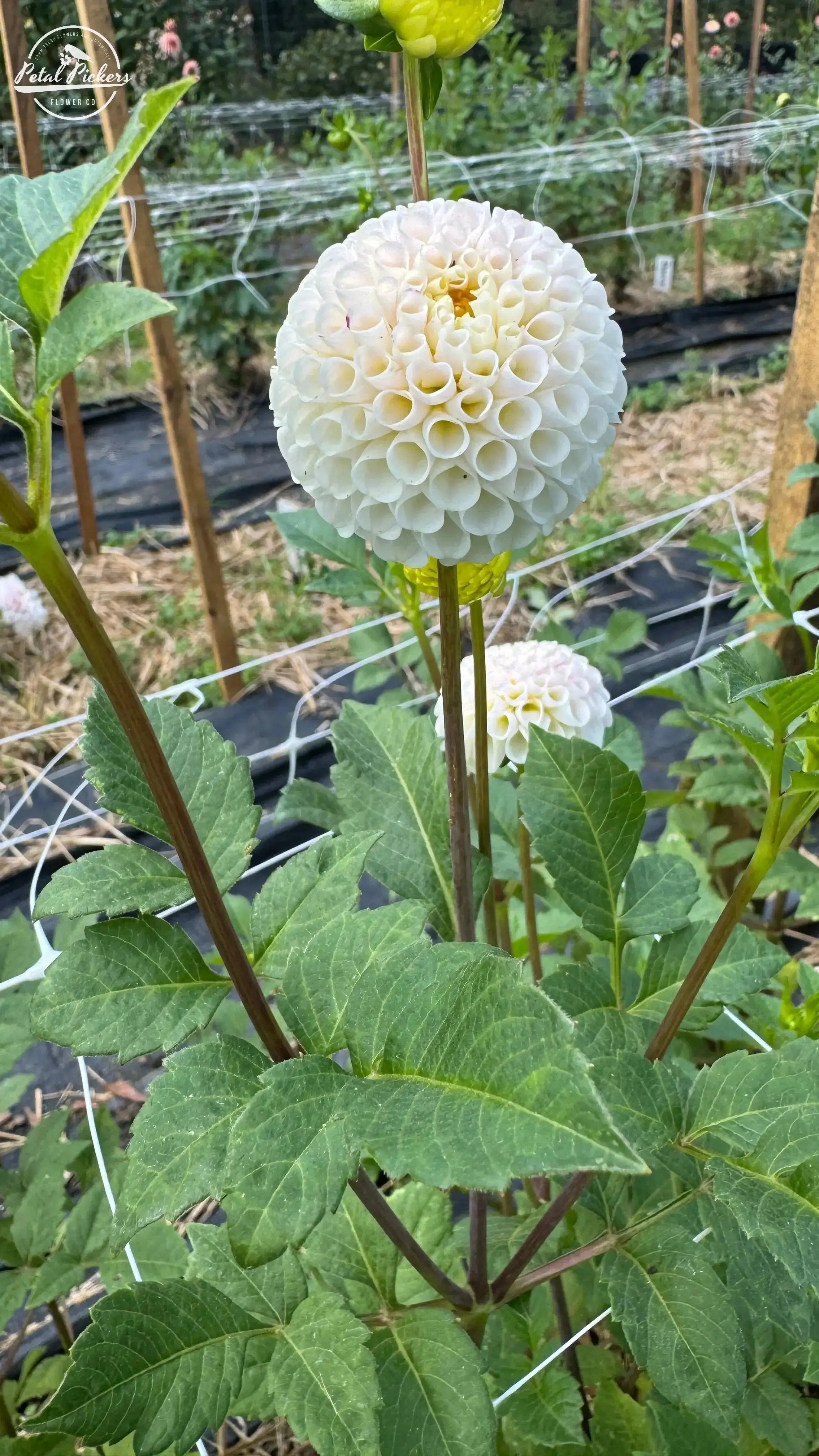 Rooted Cutting (2-pk) Dahlia-Small World PetalPickers