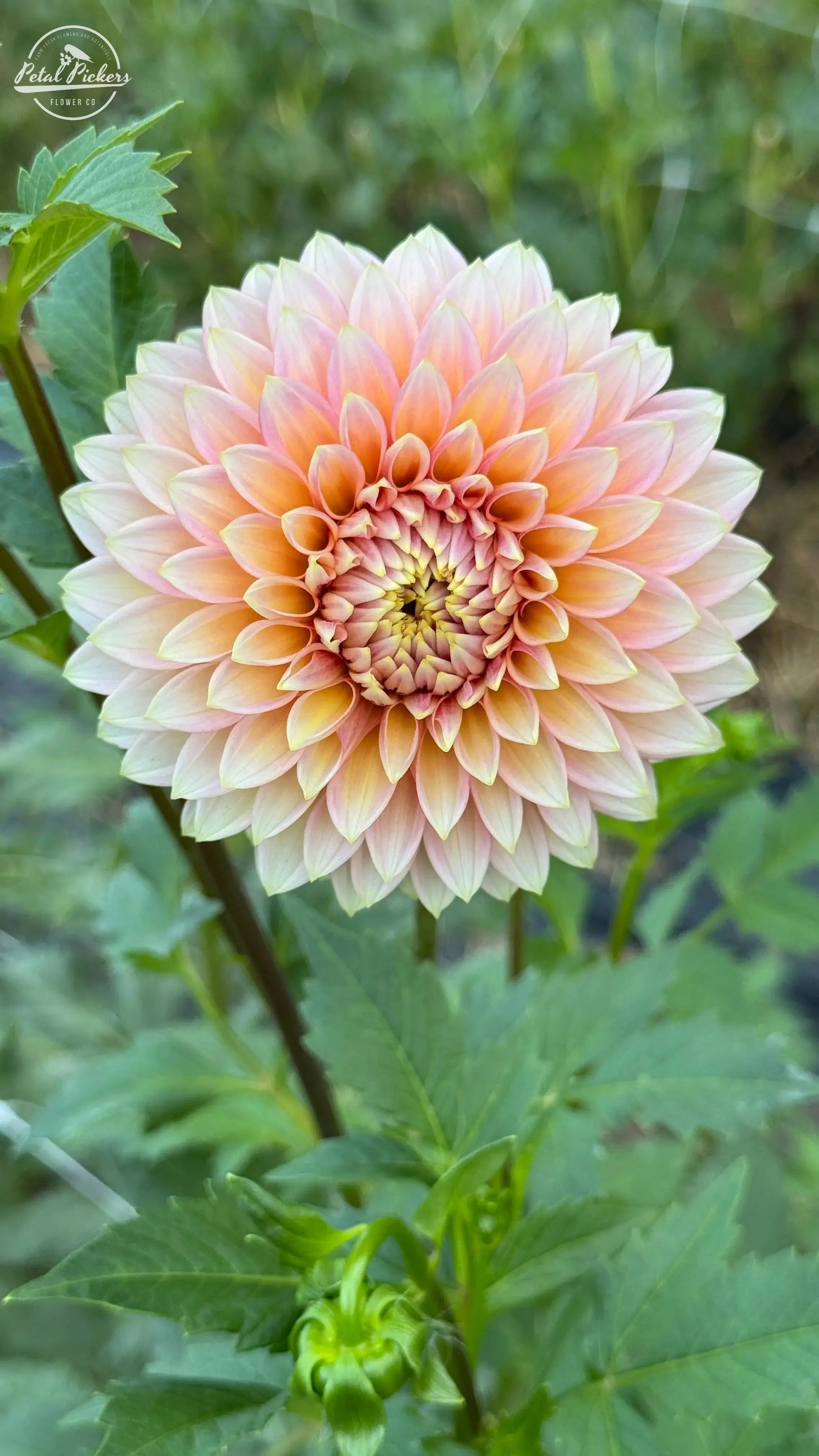 Rooted Cutting (2-pk) Dahlia- Bloomquist Mojo PetalPickers RETAIL