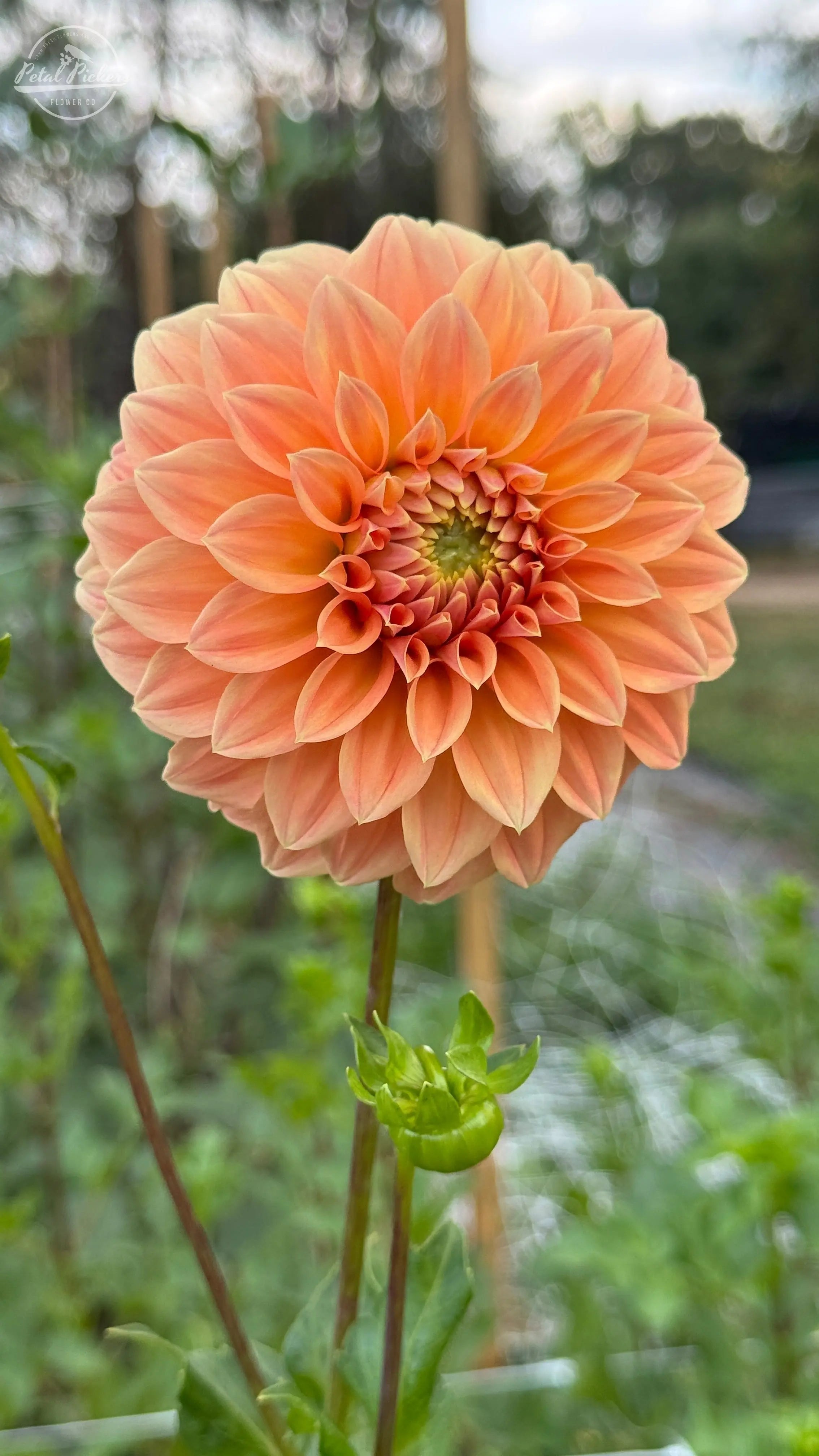 Rooted Cutting (2-pk) Dahlia- Bracken Palamino PetalPickers RETAIL