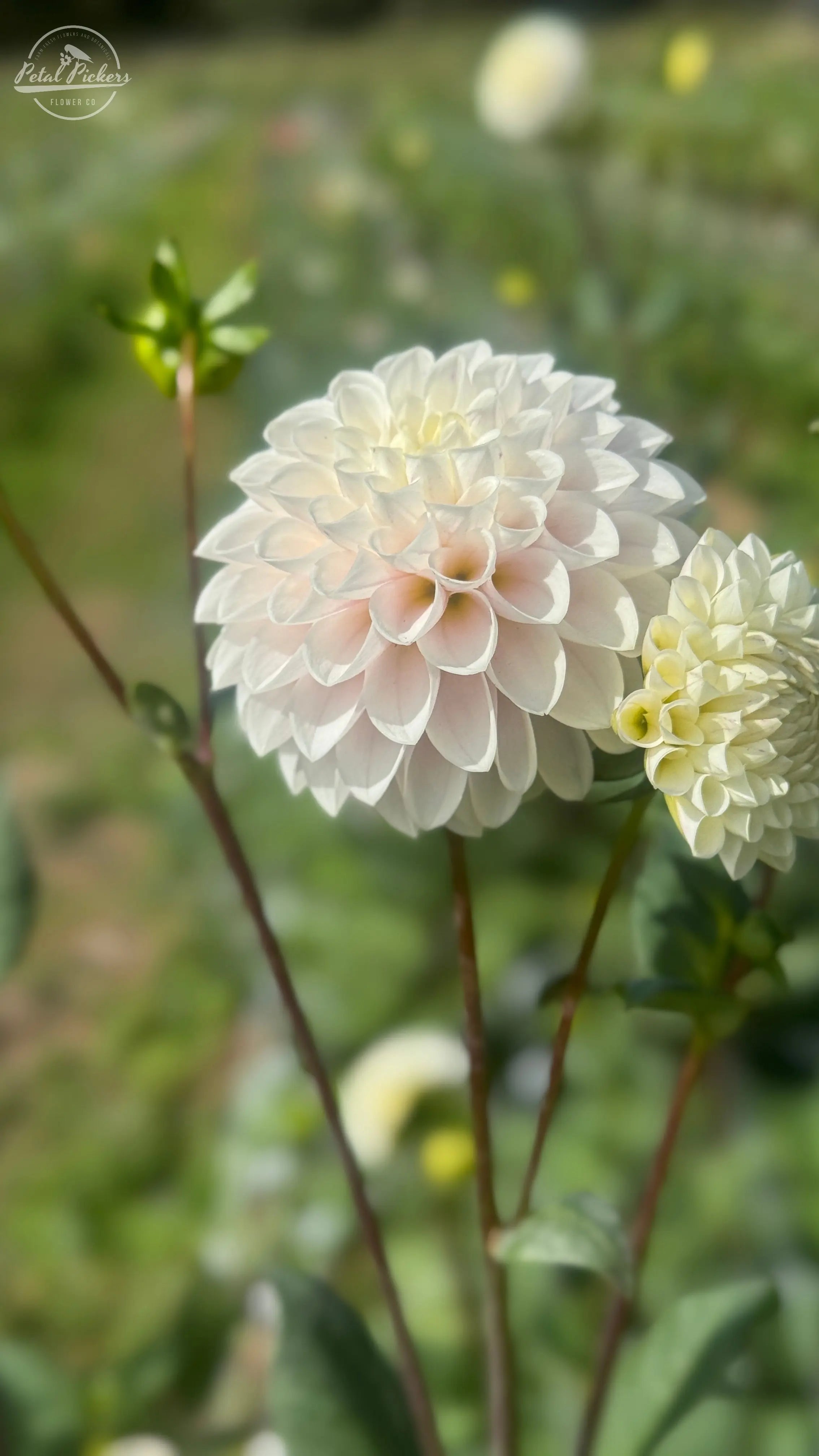 Rooted Cutting (2-pk) Dahlia- Nellie & Grace PetalPickers RETAIL