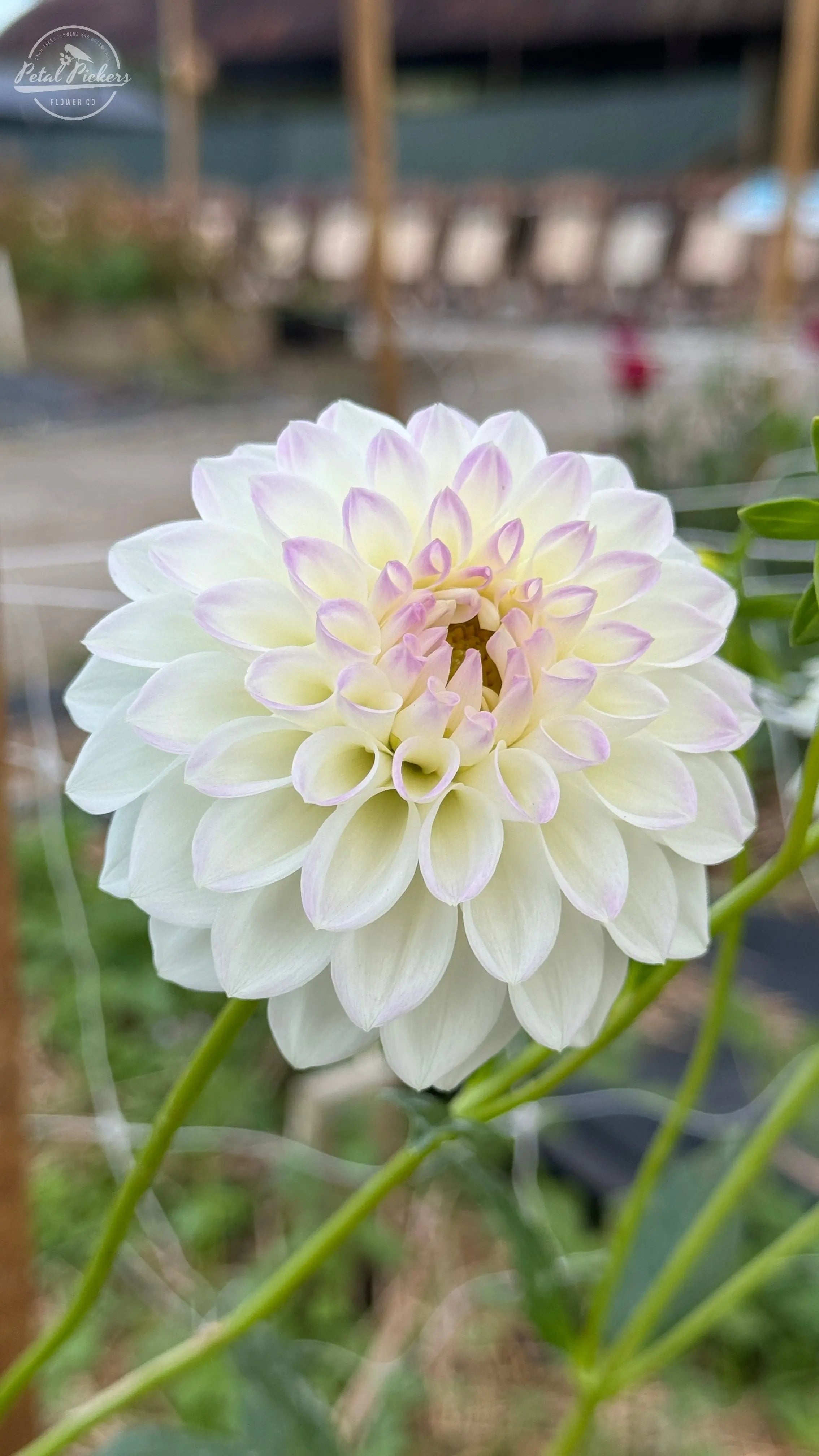 Rooted Cutting (2-pk) Dahlia-Skipley Swan Song PetalPickers