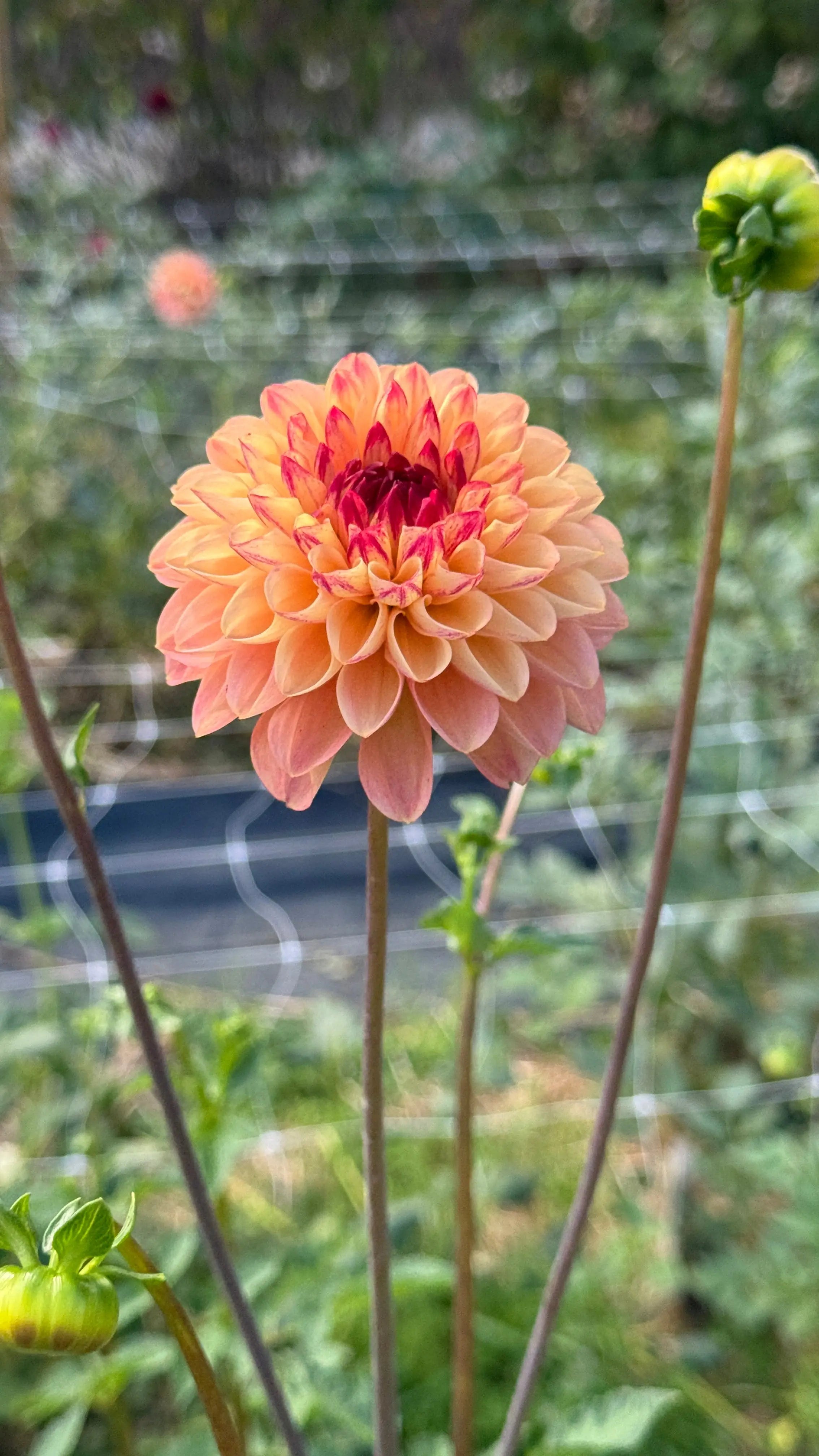 Rooted Cutting (2-pk) Dahlia- Wine Eyed Jill Buttercream PetalPickers RETAIL