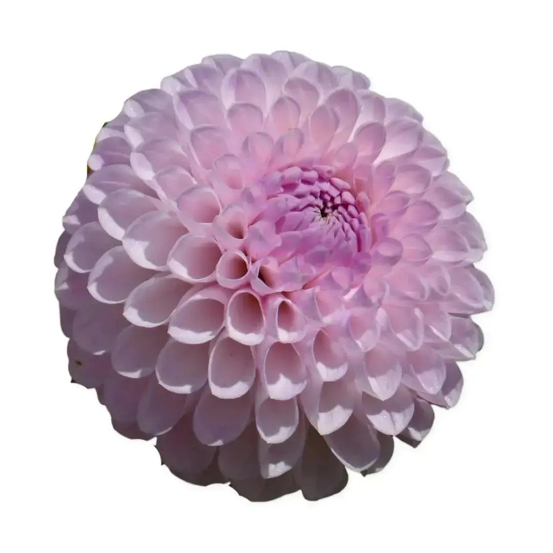 Megan Dean PetalPickers