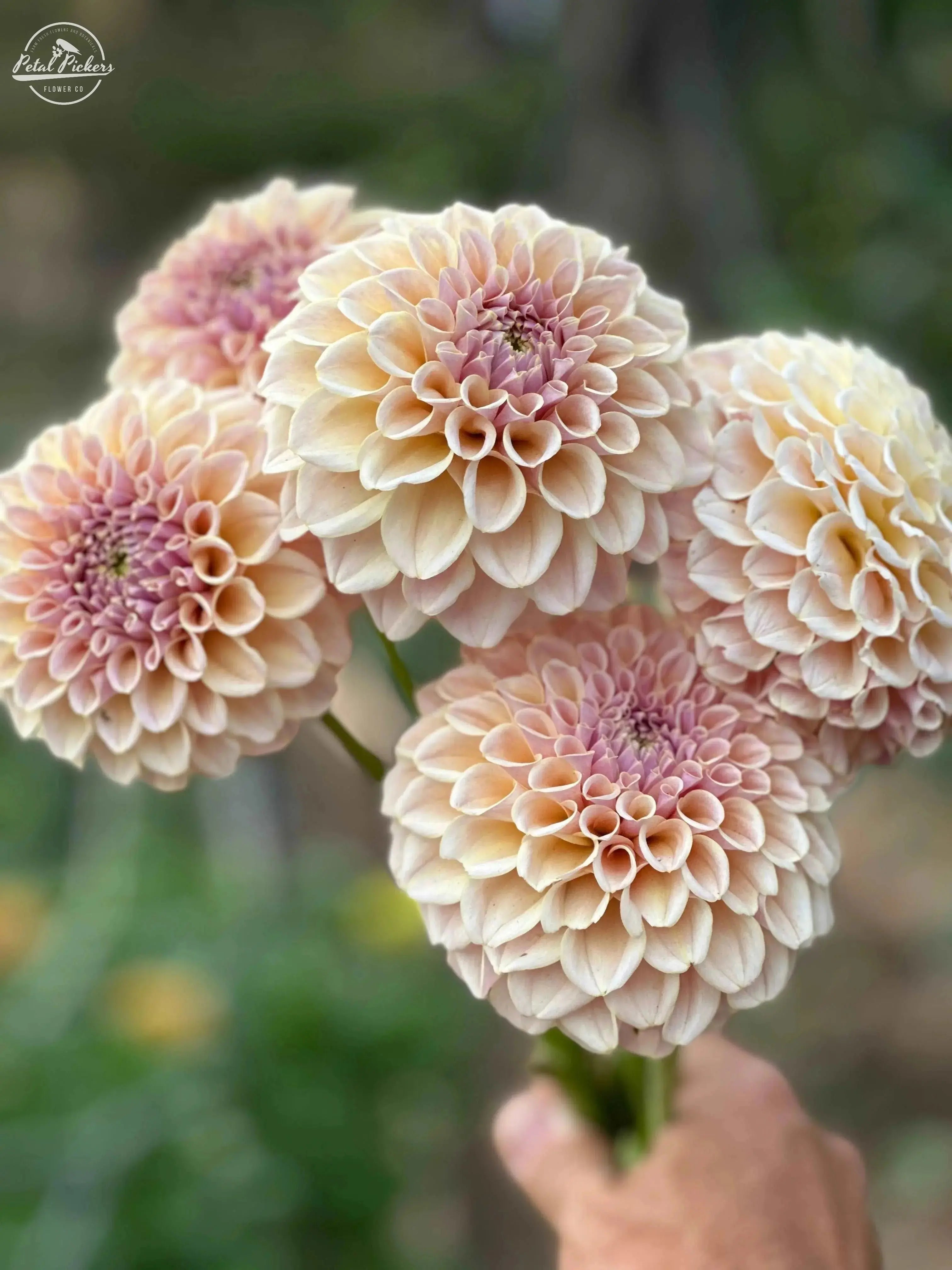 Rooted Cutting (2pk) Dahlia- Cinder Rose PetalPickers