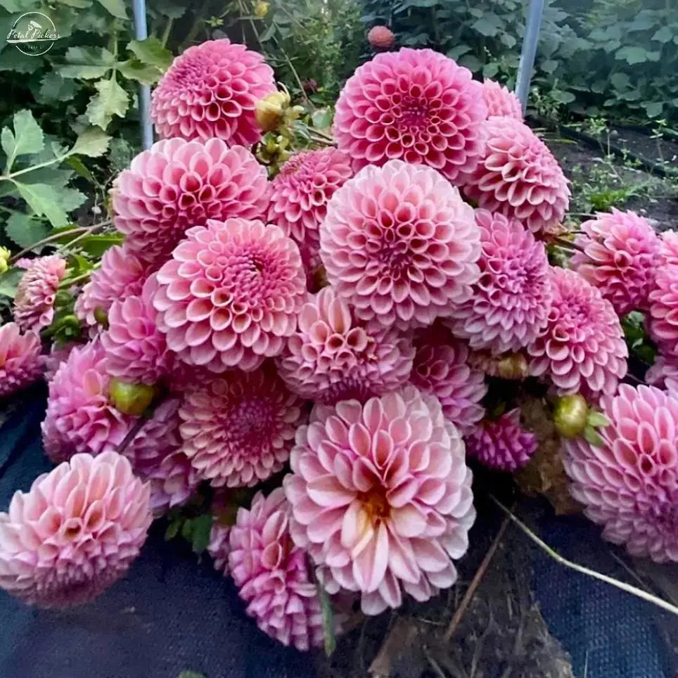 Rooted Cutting (2pk) Dahlia- Bracken Rose - PetalPickers RETAIL