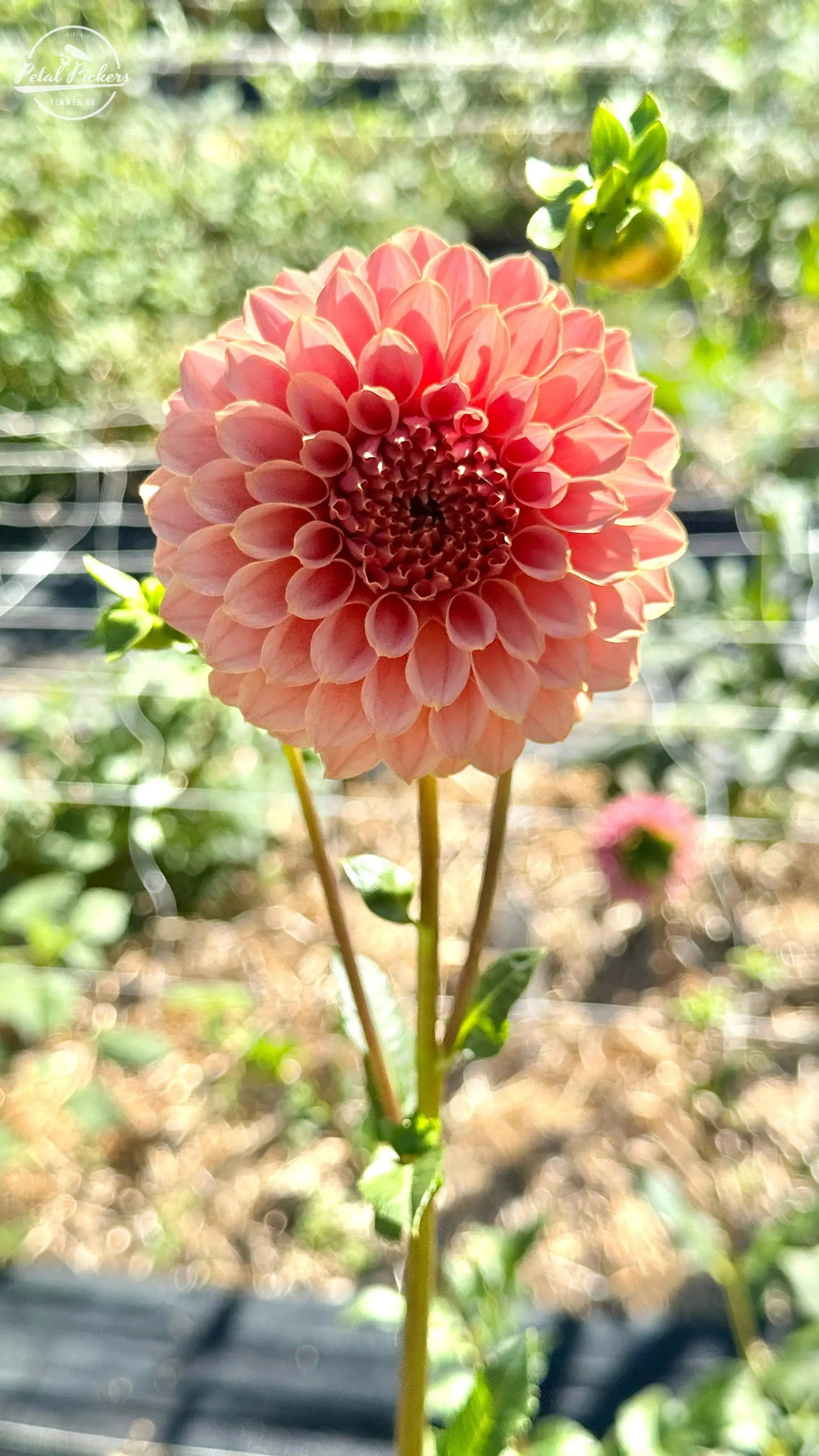 Rooted Cutting (2pk) Dahlia- Coral Sea PetalPickers