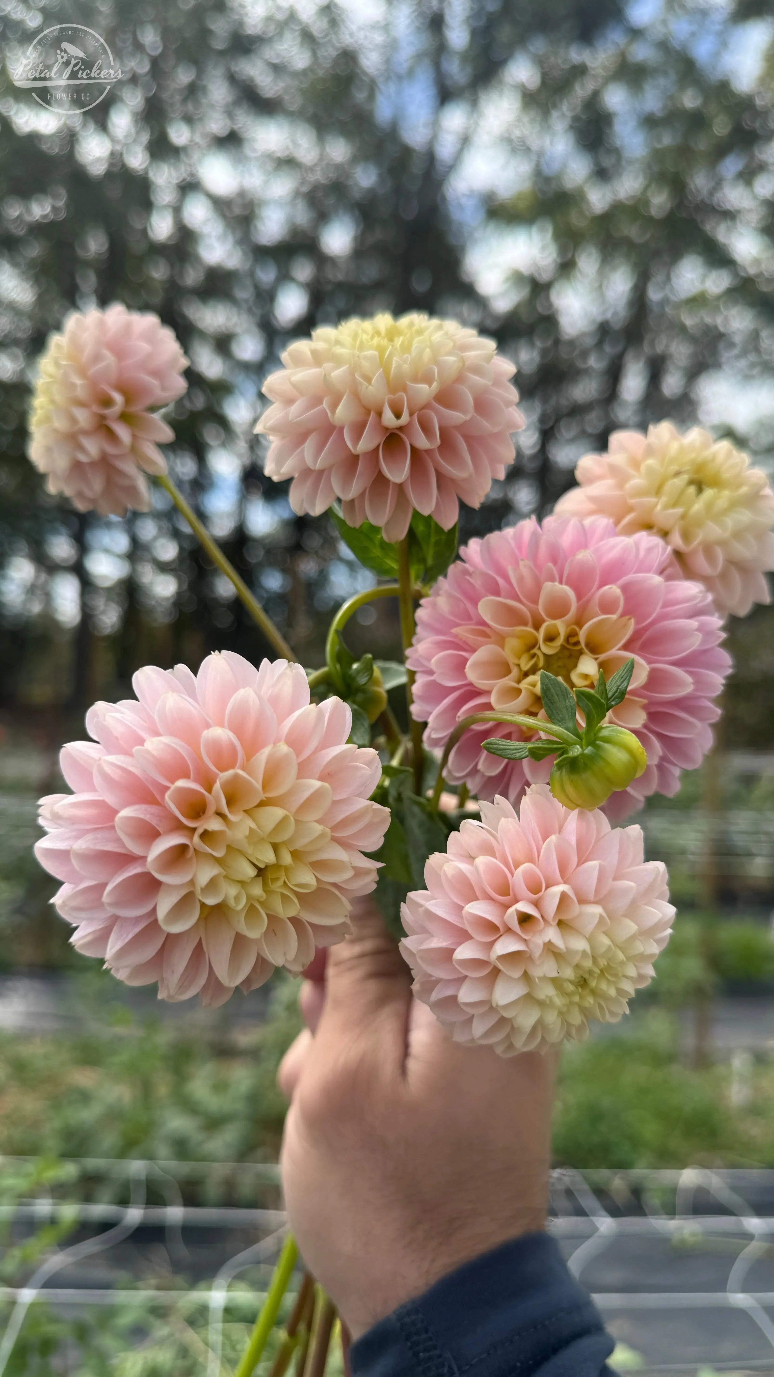 Rooted Cutting (2pk) Dahlia- HollyHill Pollyanna PetalPickers