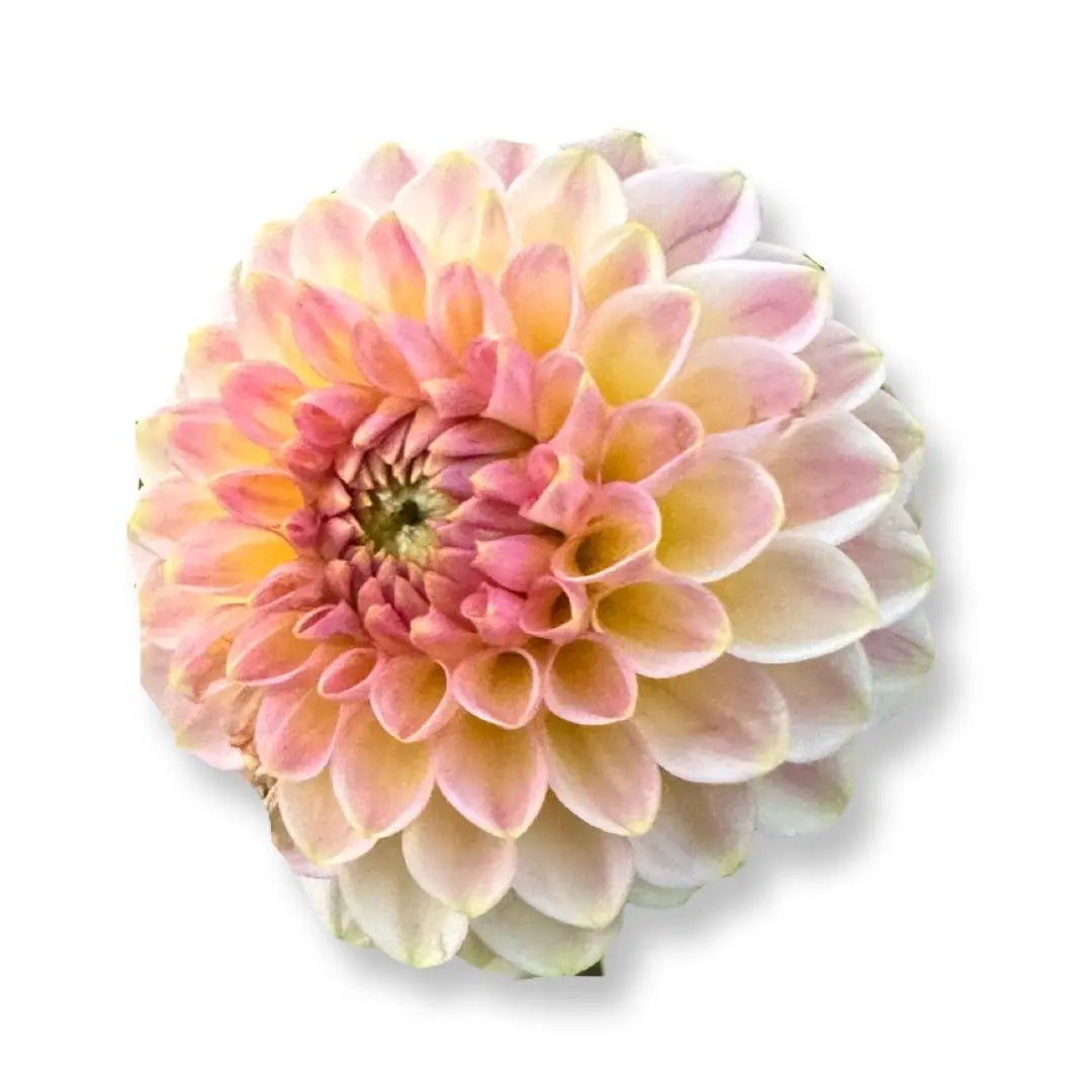 Rooted Cutting (5-pk) Dahlia-20th Avenue Softer Peach PetalPickers