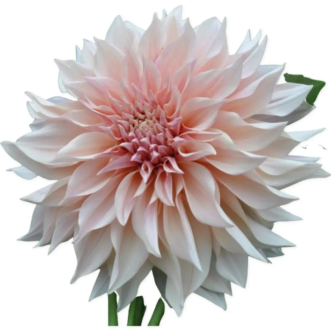 Rooted Cutting (5-pk) Dahlia-Cafe Au Lait PetalPickers