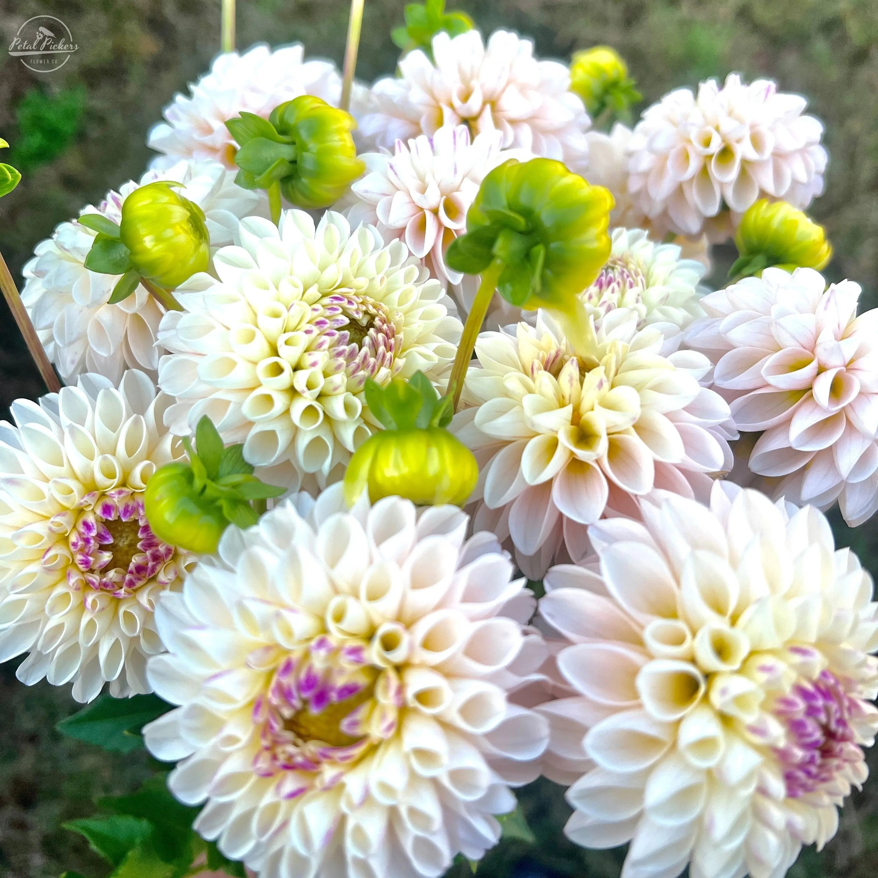 Rooted Cutting (5-pk) Dahlia-Camano Zoe PetalPickers RETAIL