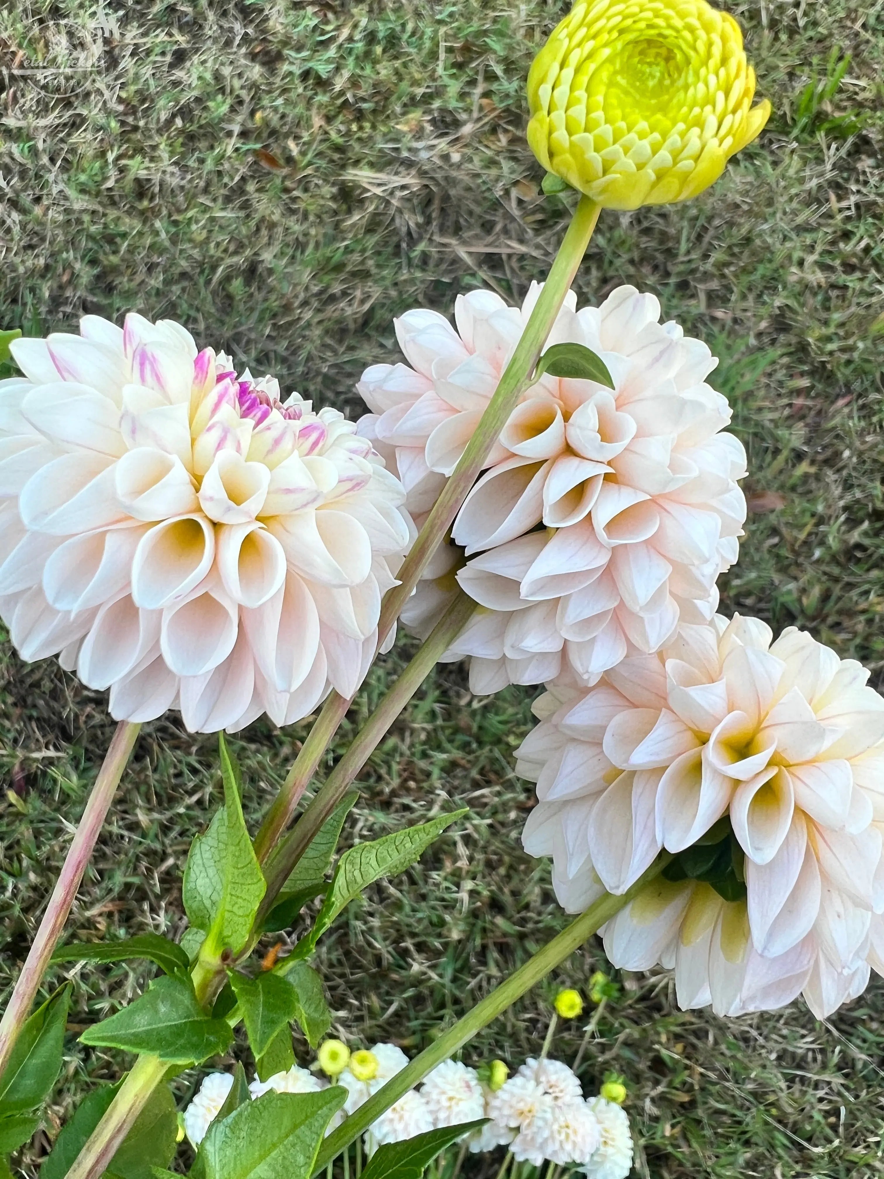 Rooted Cutting (5-pk) Dahlia-Camano Zoe PetalPickers RETAIL