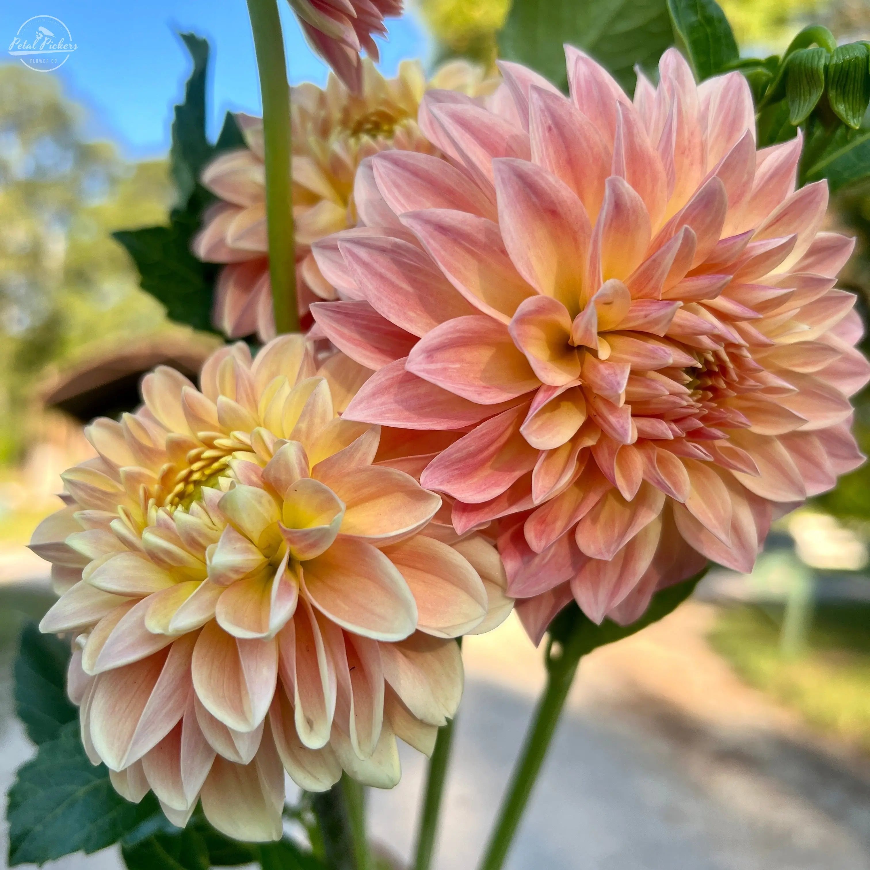Rooted Cutting (5-pk) Dahlia- Hamilton Lillian PetalPickers RETAIL