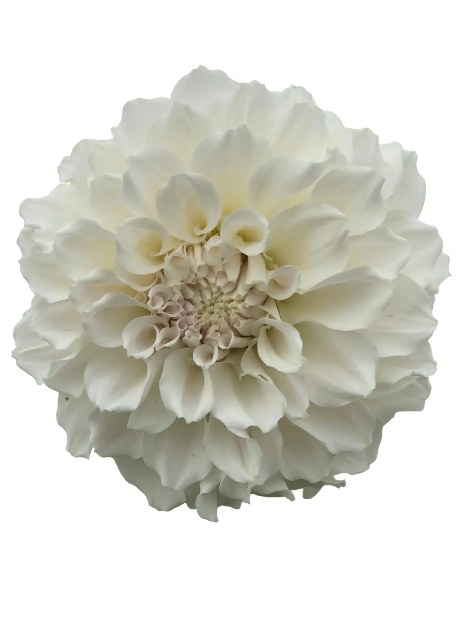 Rooted Cutting (5-pk) Dahlia-Irish Ruffles PetalPickers RETAIL