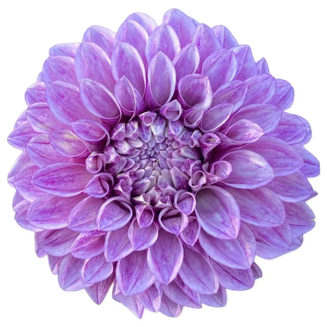 Rooted Cutting (5-pk) Dahlia-Jowey Louise PetalPickers