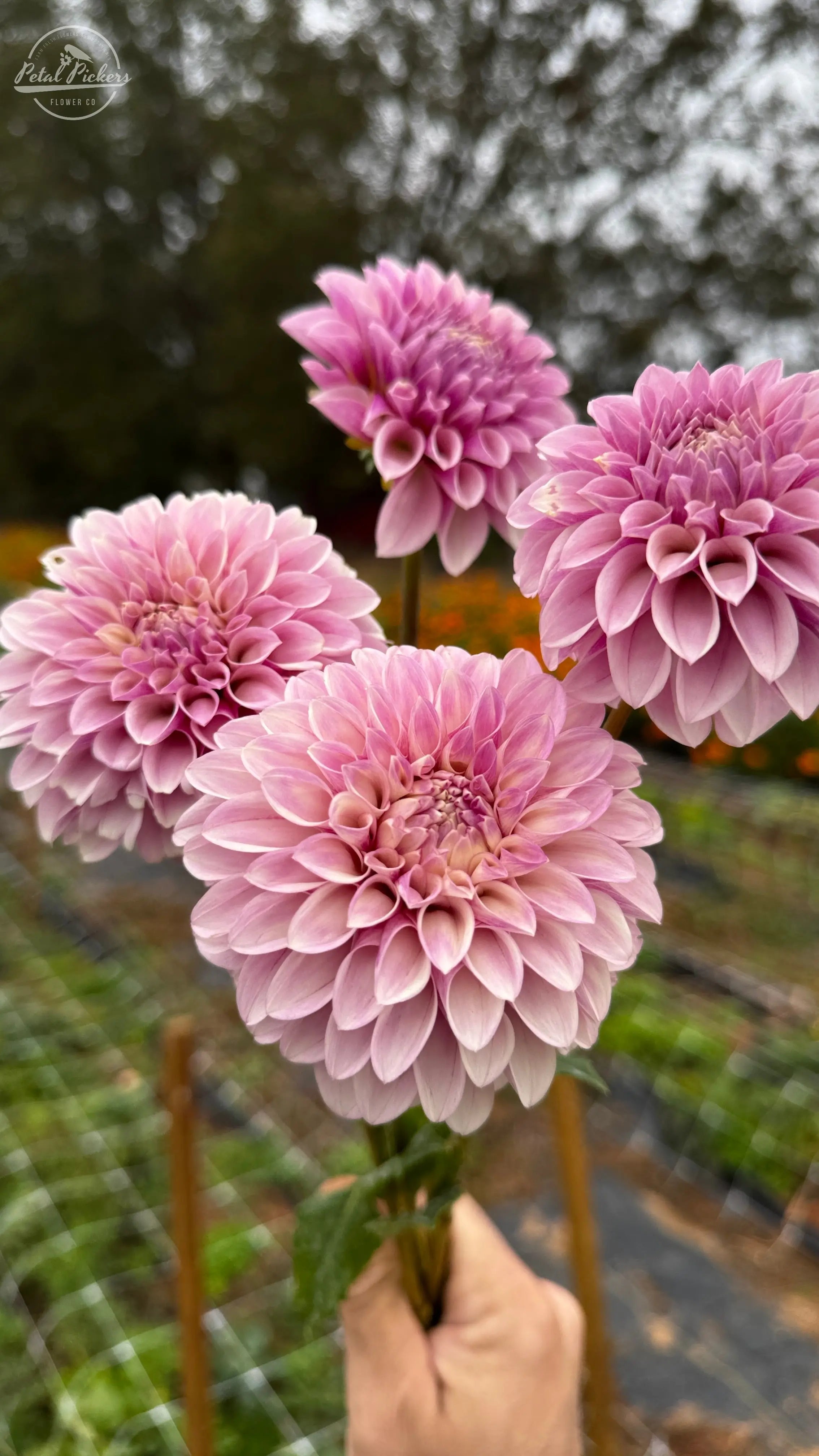 Rooted Cutting (5-pk) Dahlia-Jowey Louise PetalPickers